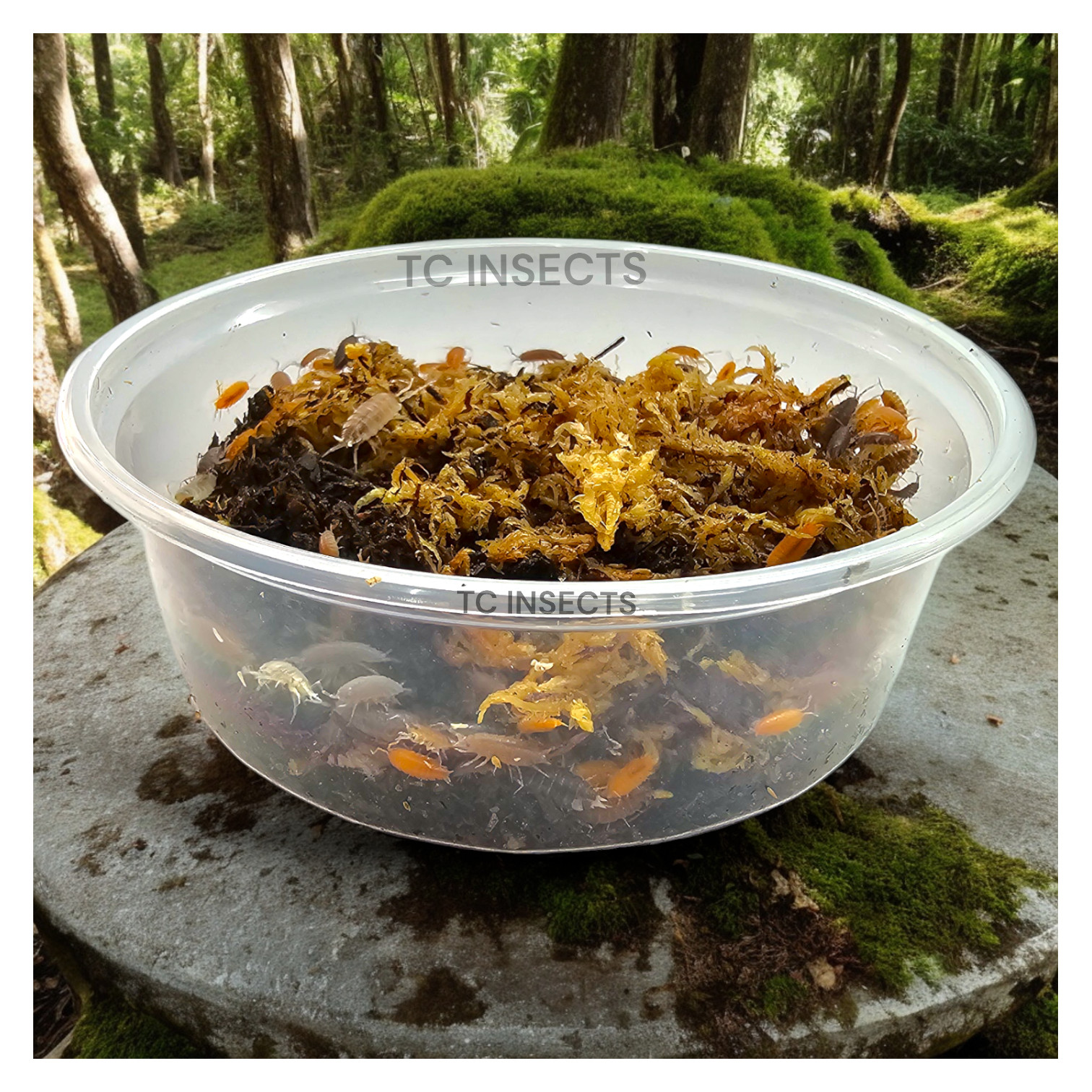 Combo Deal | 100+ Party Mix Isopods And 8oz Springtails | FREE SHIPPING!!