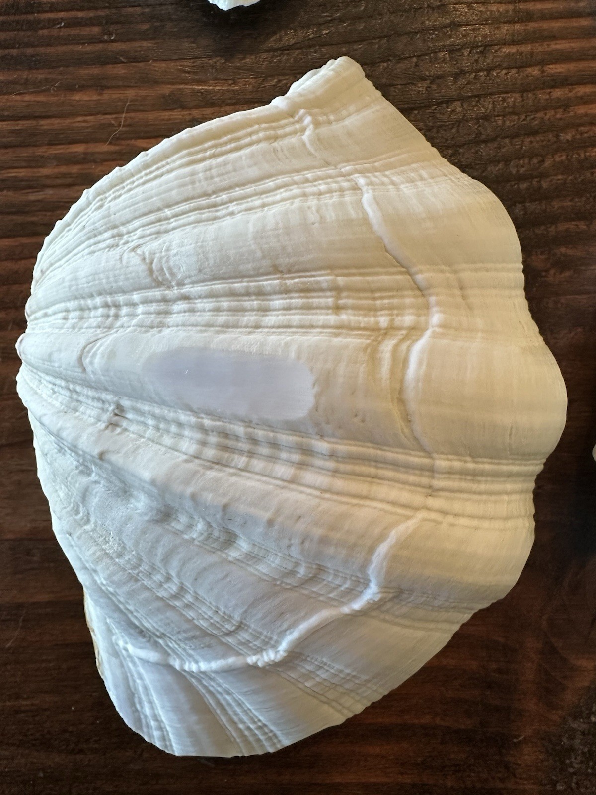 Set Of 6 TRIDACNA GIGAS(?) Clam Sea Shells Half 6” x 4” BEAR PAW Nautical Ocean