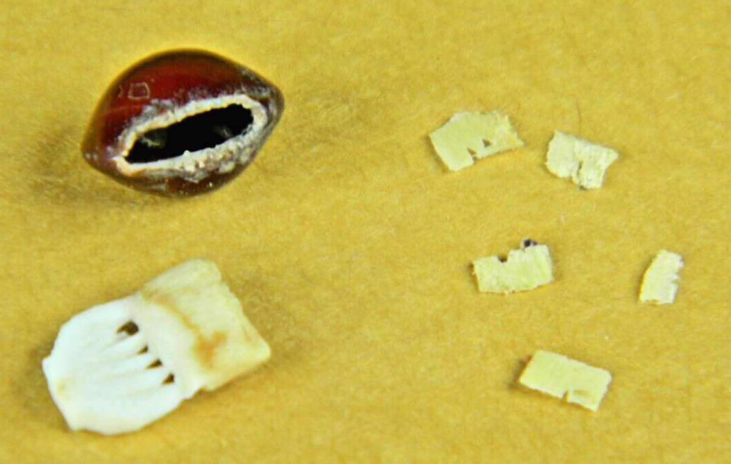 Lot of 4 - Lucky Elephant Seed Bean 6 Tiny "Carved" Elephants Inside Vintage