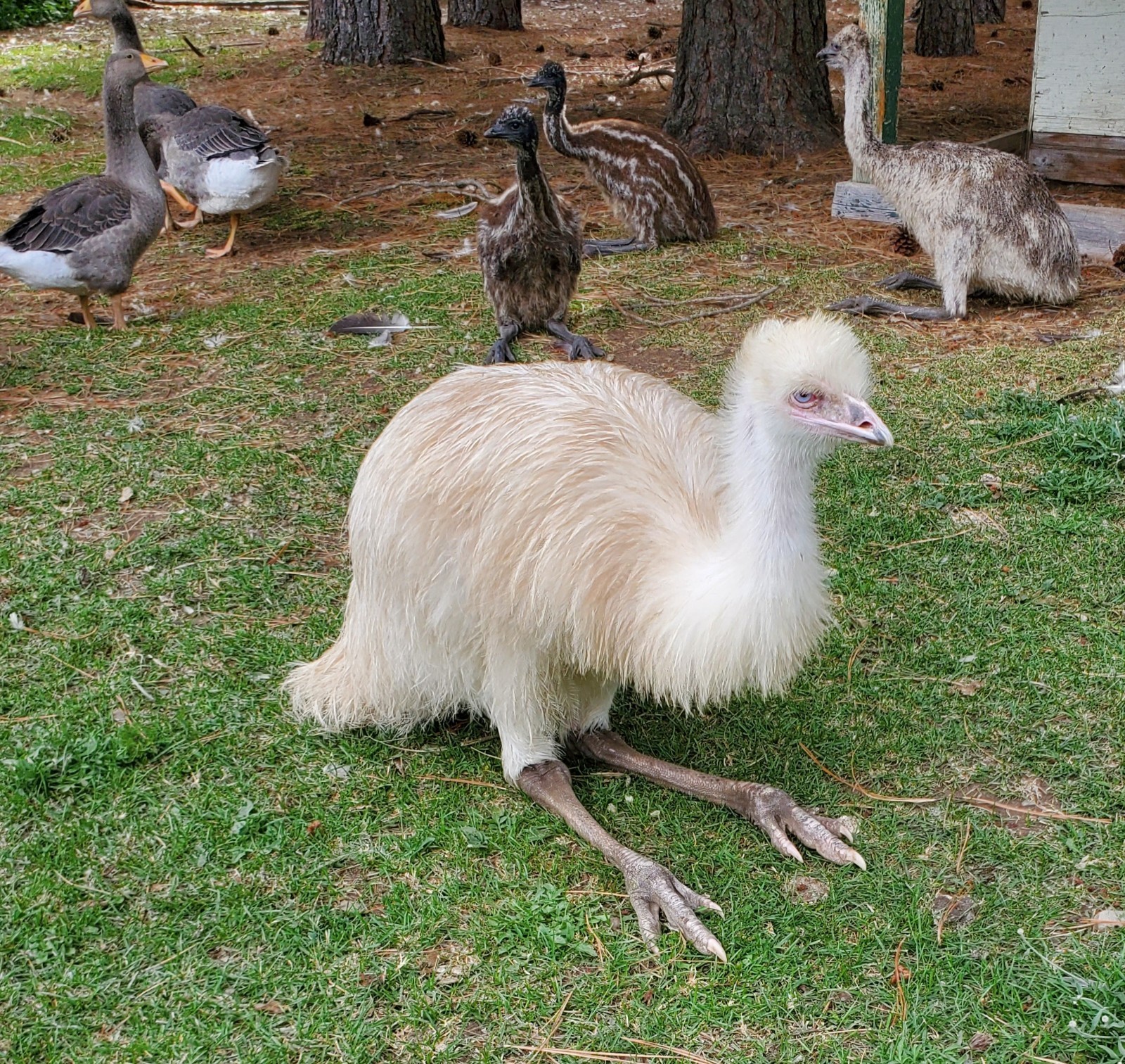 1 EMU Hatching Eggs - Blonde/White/Normal Breeding MOB!
