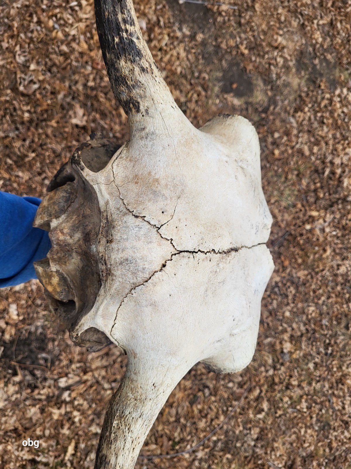 Bison Skull cap real historic buffalo skull