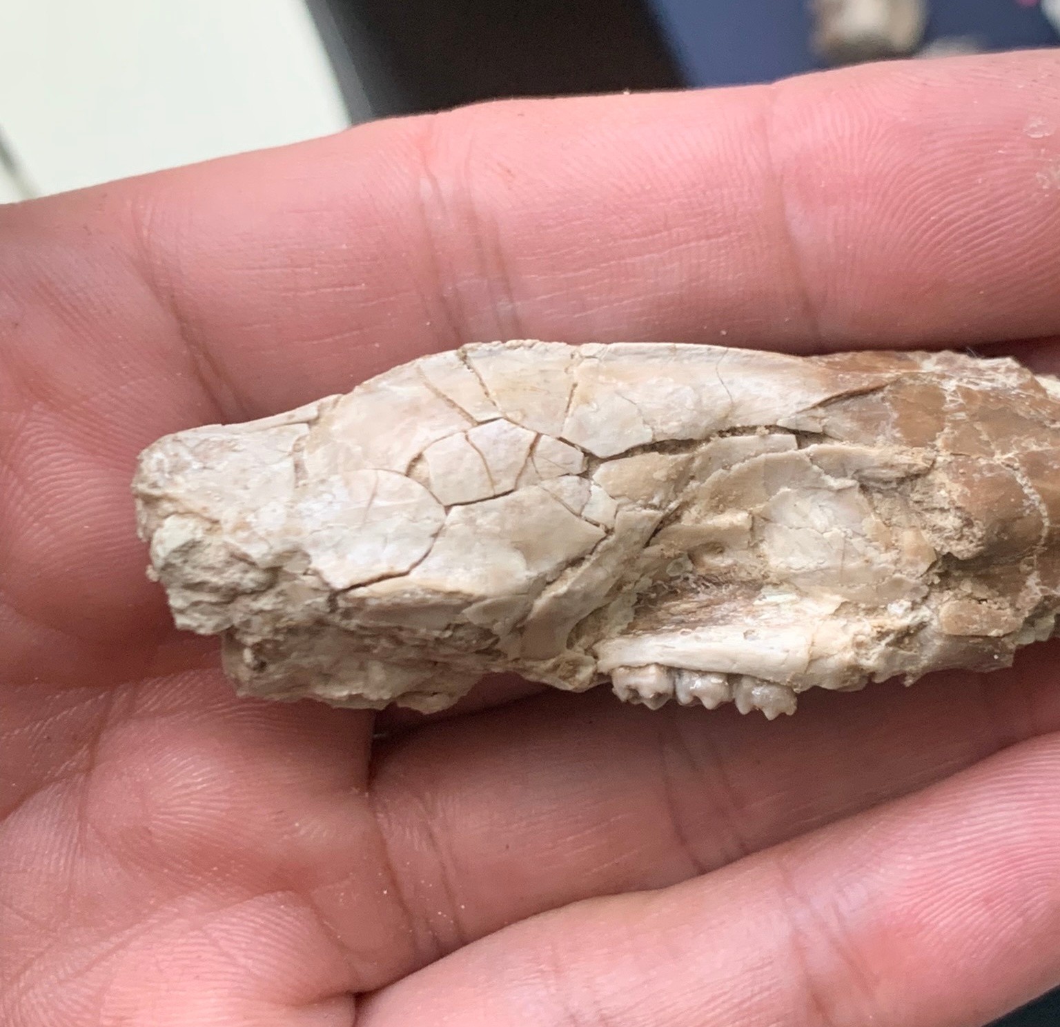 Fossil squirrel skull, Ischyromys, White river badlands, Nebraska