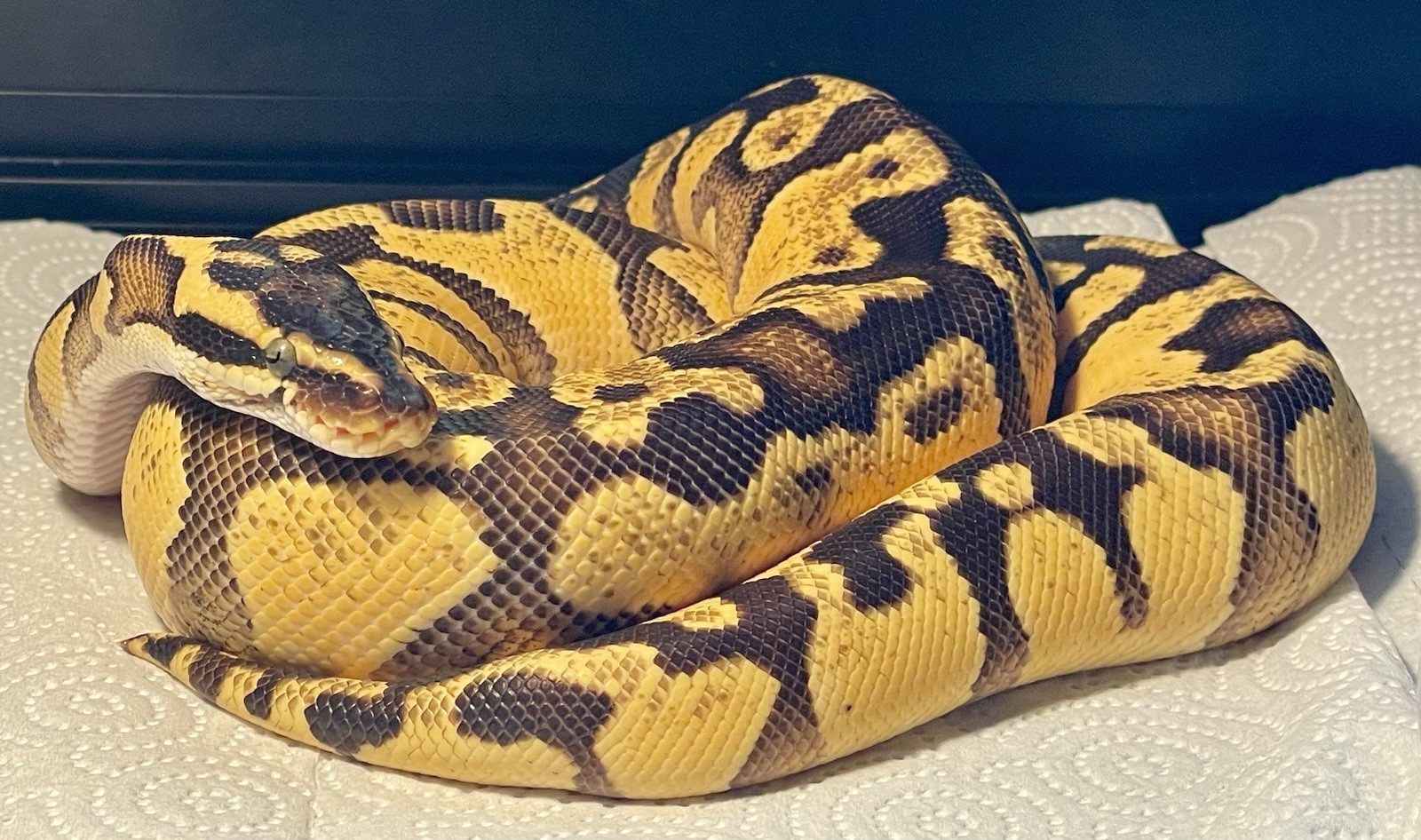 Snake Skins Ball Python 2025 OD Pied And OD Yellow belly