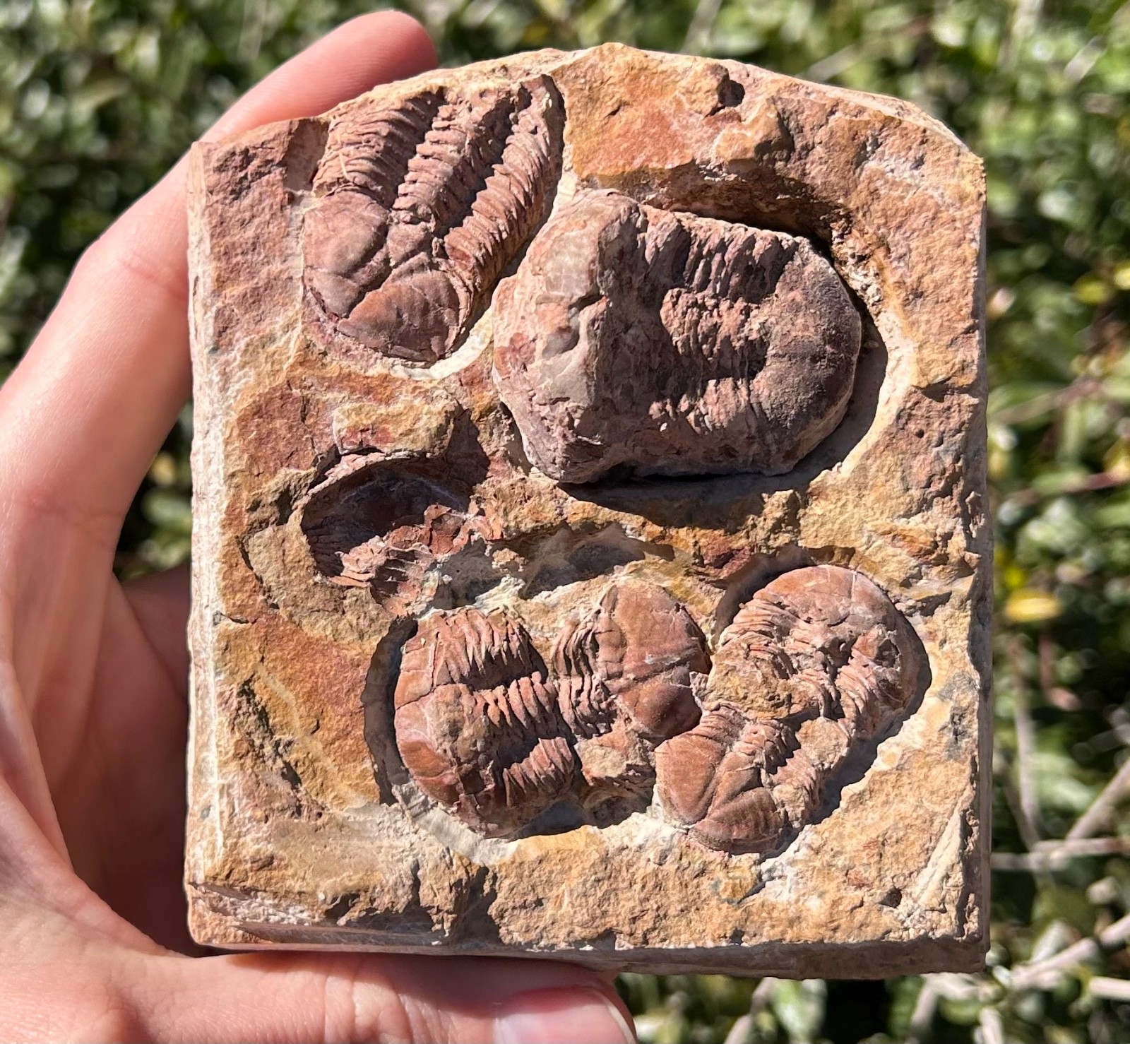 China Fossil Trilobites Multi Plate Ductina vietnamica Devonian Bugs in Matrix