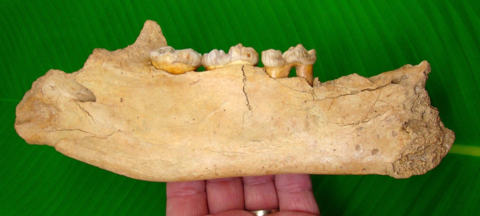 CAVE BEAR Jaw Section with THREE Teeth  9.5” - 100% Natural - Extinct Fossil