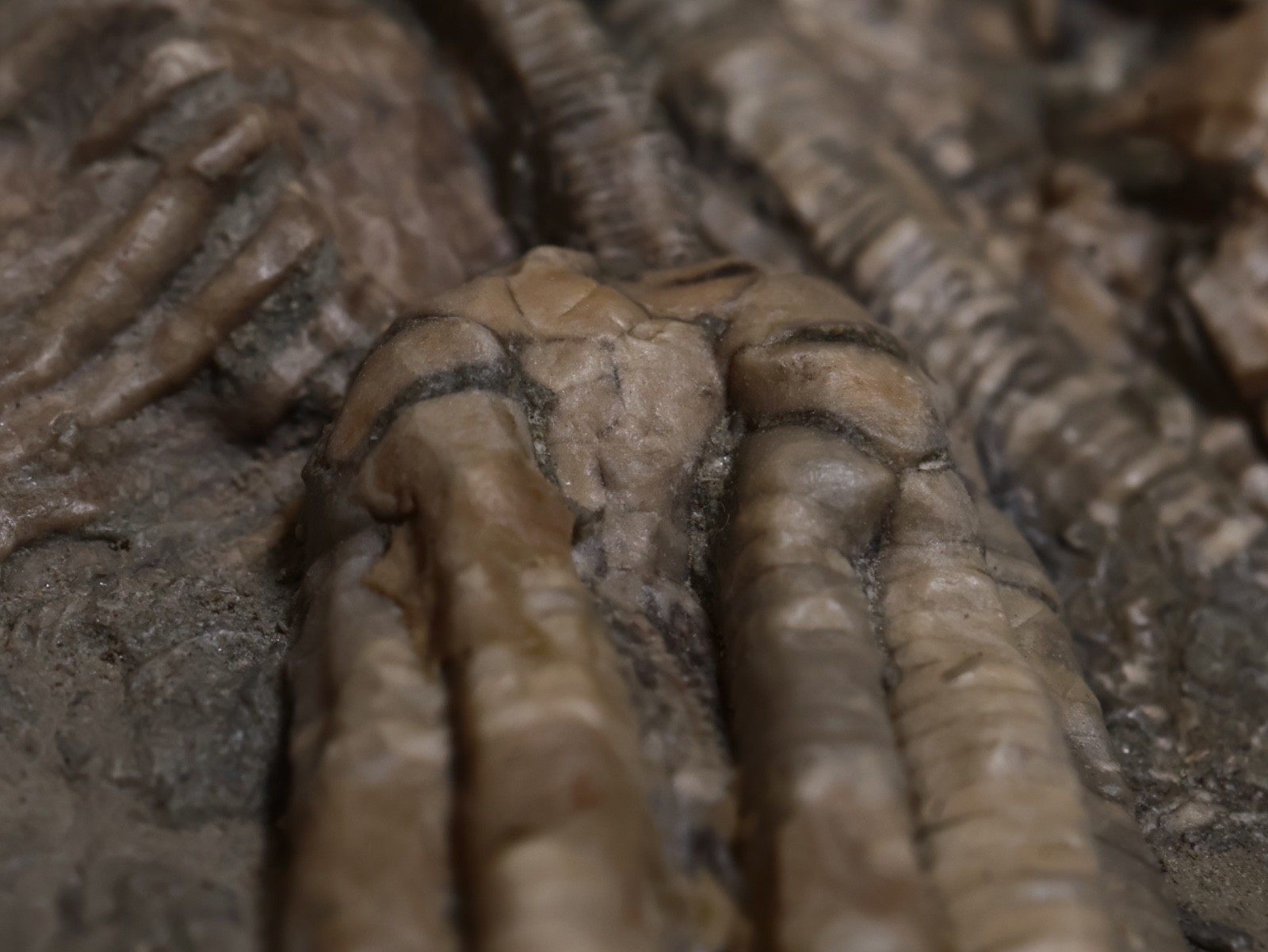 Threaded Fossil Crinoids, Crawfordsville, Indiana