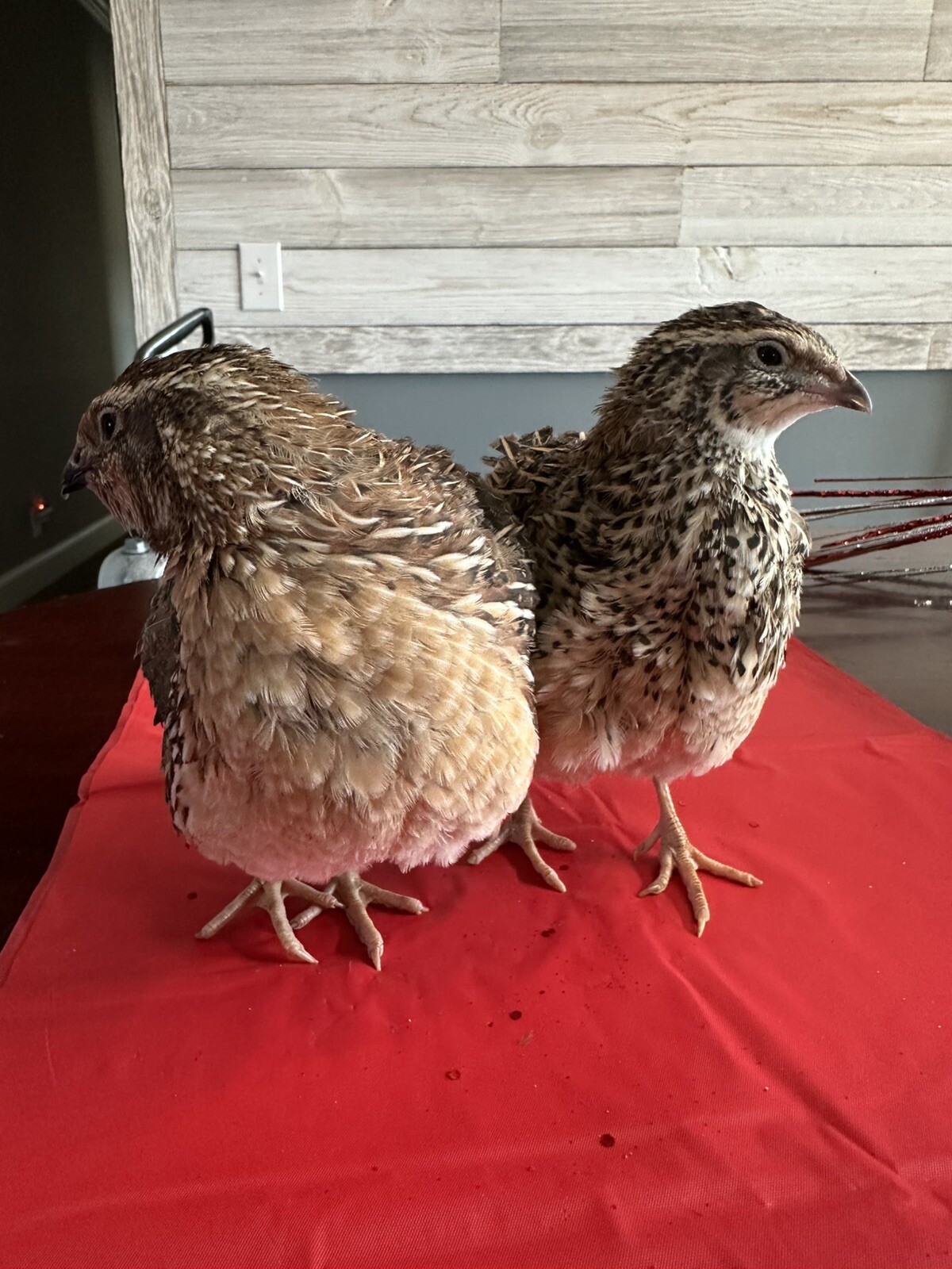 36 Coturnix Quail Fertile Hatching Eggs, NPIP Certified Game Farm