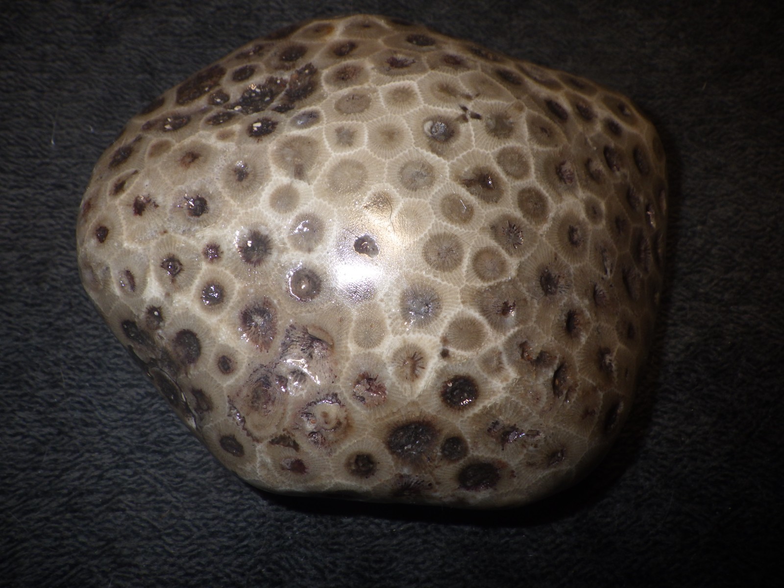 Polished Petoskey Stone 1 lb 6.3 oz