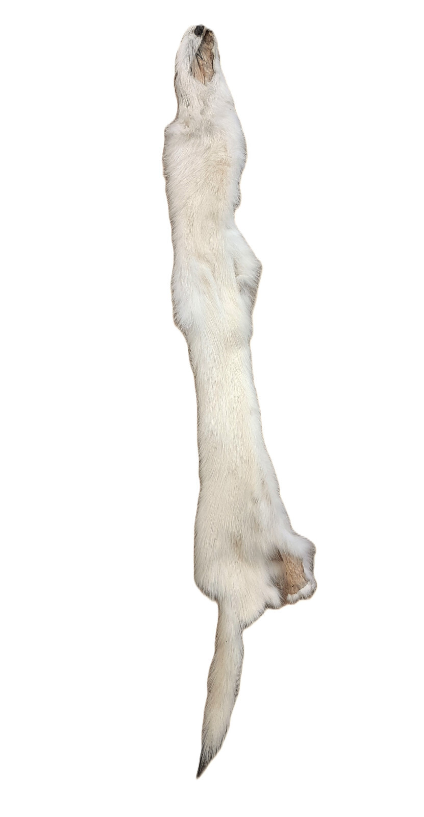 Tanned Weasel, Natural White