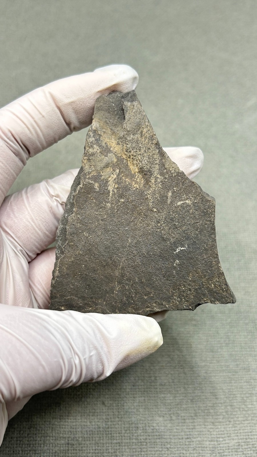 Natural boutique Moroccan sea snake tail echinoderms, ancient marine fossils