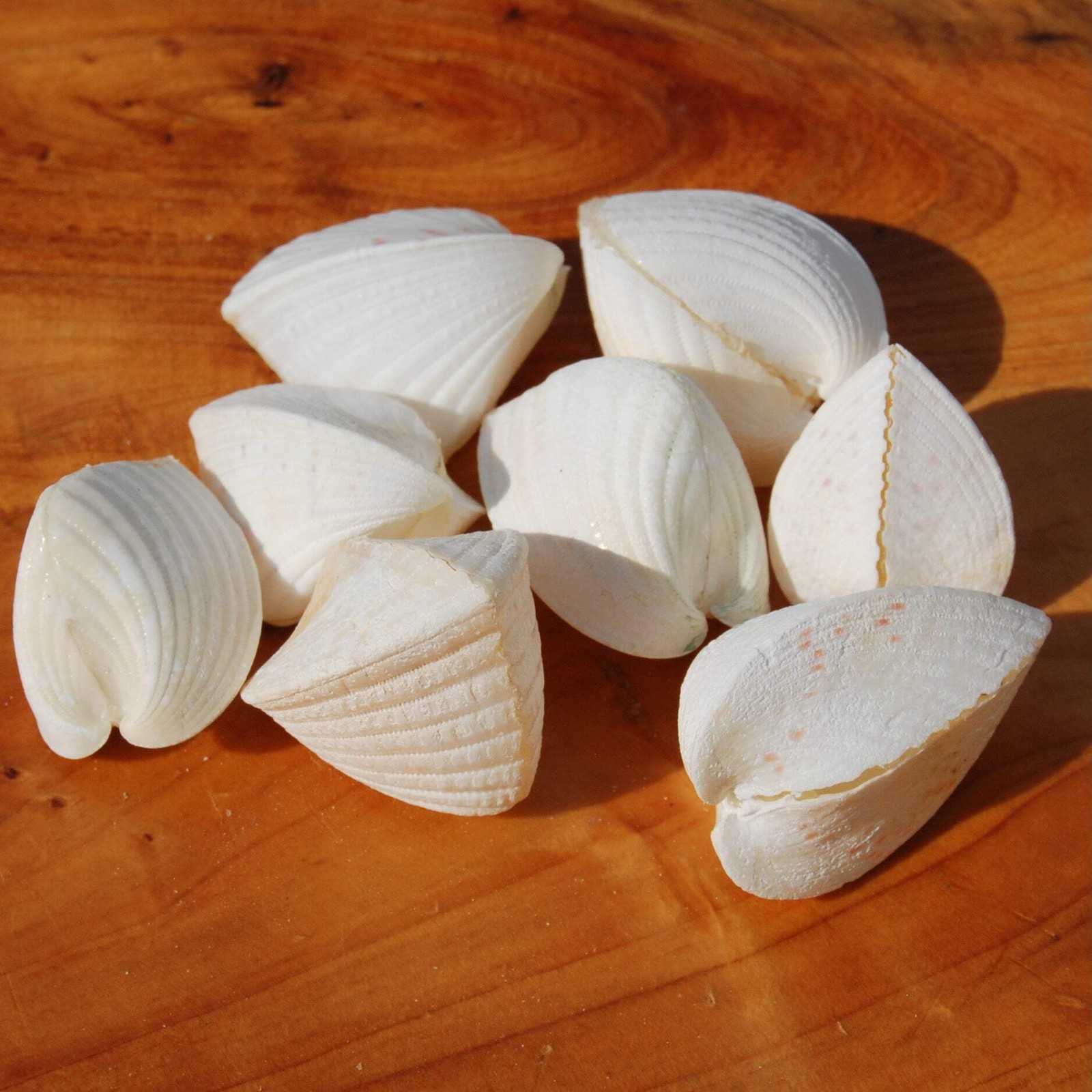 6pc White Cardium fragnum Small Heart Shaped Cockleshell Pairs