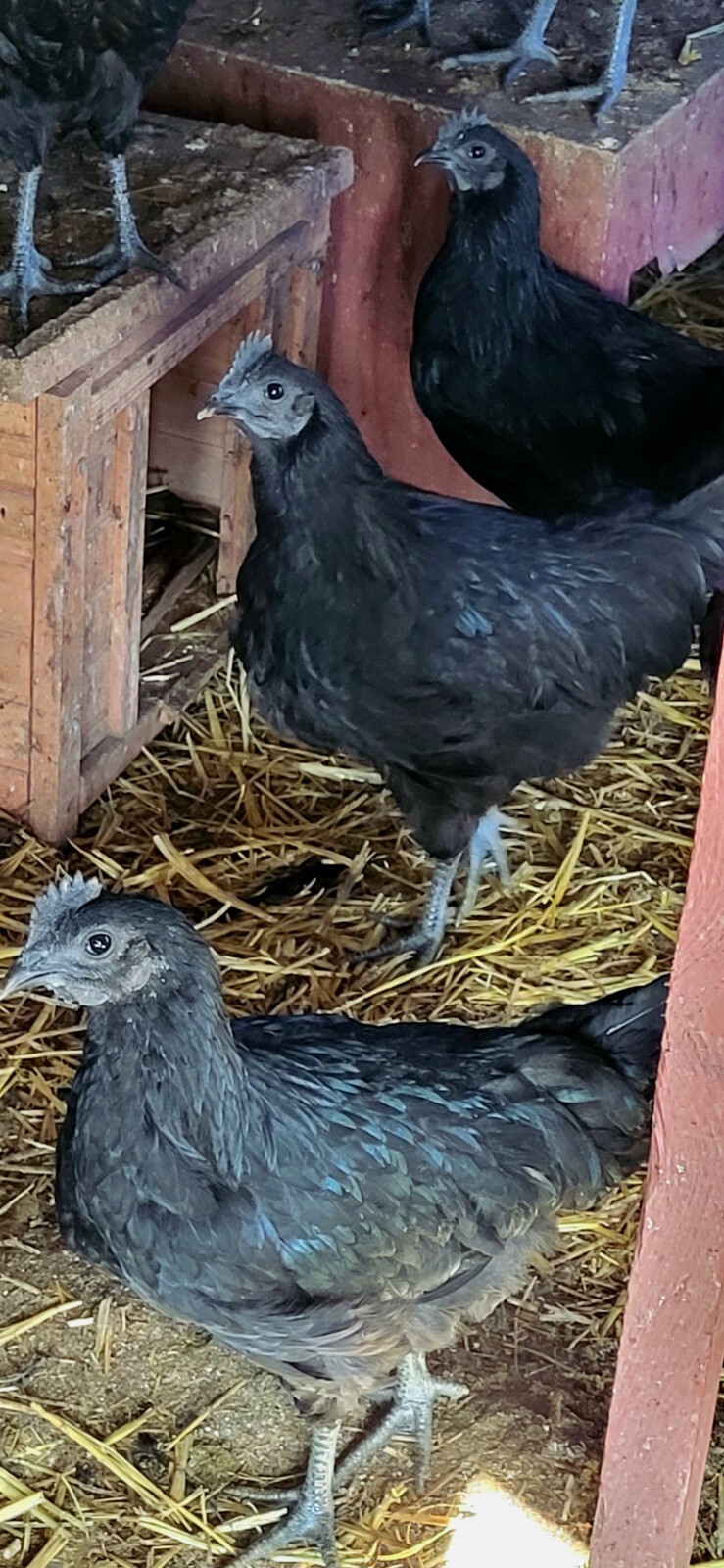 Ayam Cemani 12 Hatching Eggs – Fresh Fertile – Shipped 1–2 Days Old