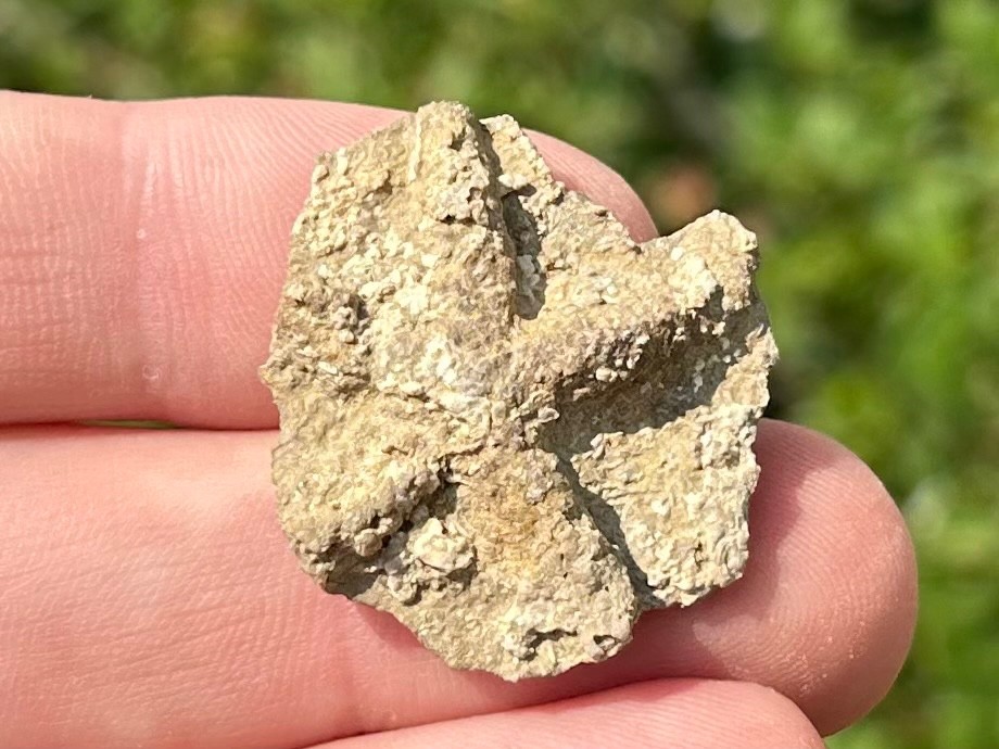 Alabama Fossil Starfish Cast Mississippian Age Bangor Limestone Formation