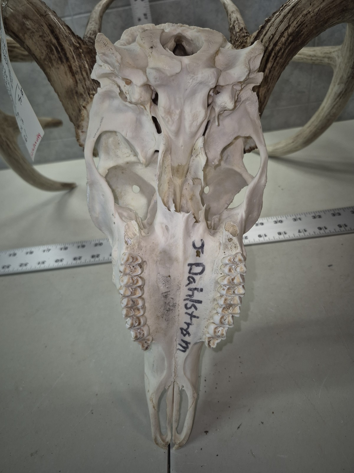 HUGE Wild 10pt 166" Whitetail Deer Skull European Decor Man Cave Taxidermy Buck