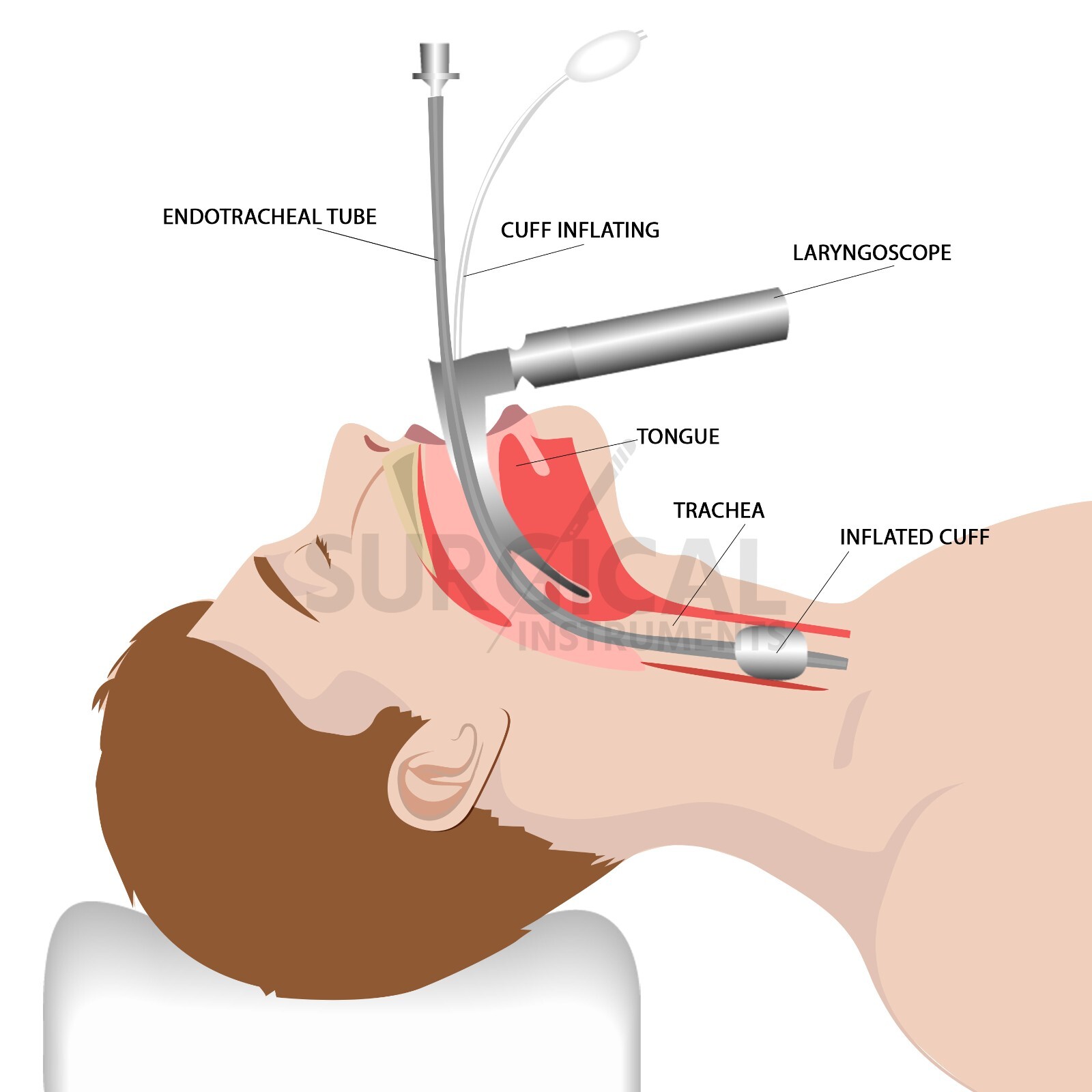 Laryngoscope Miller Set EMT Anesthesia Veterinary Animal Pet Dog Veterinarian