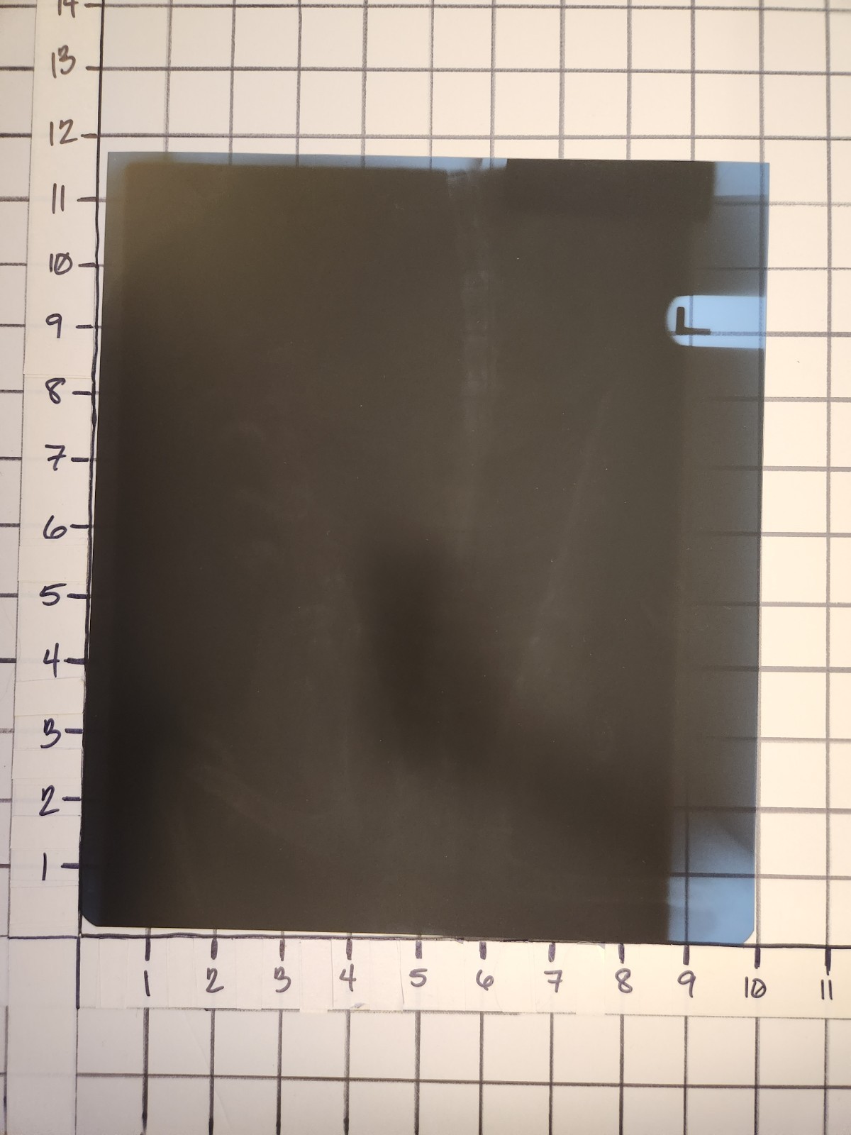 Animal X-Ray Film Negative Print – Feline Cat 12” x 10" XRay Medical Bones D14