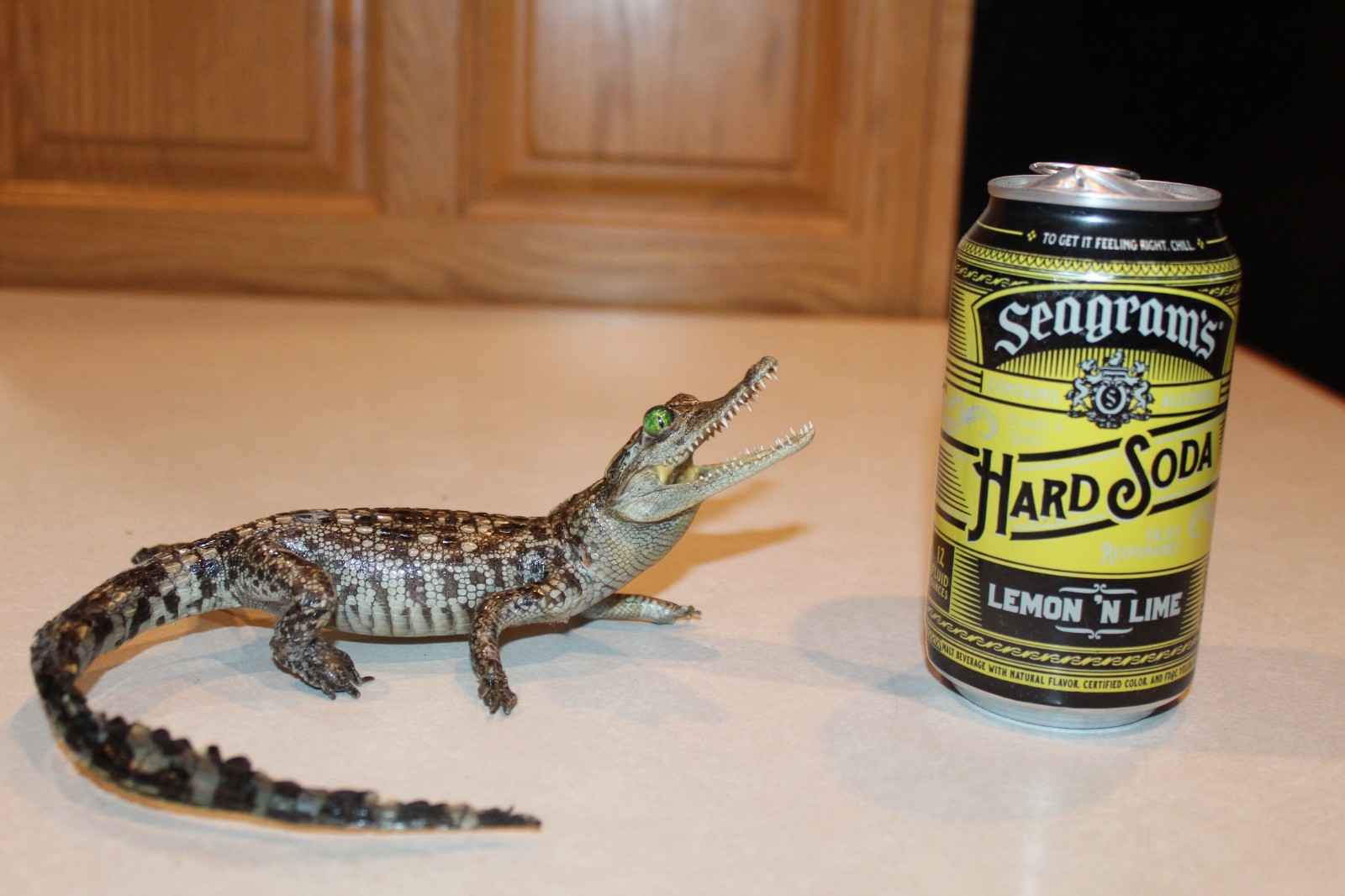 New Alligator Reptile Taxidermy Novelty Log Cabin Decor Whitetail Mule Deer