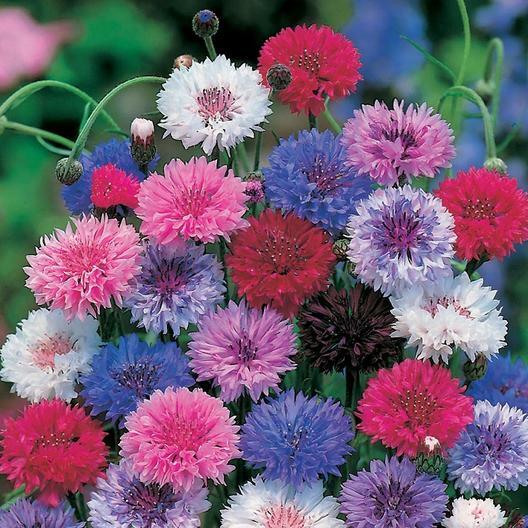 Landscaper's Pack Cornflower Bachelor Button DWARF MIX Non-GMO 1500 Seeds!
