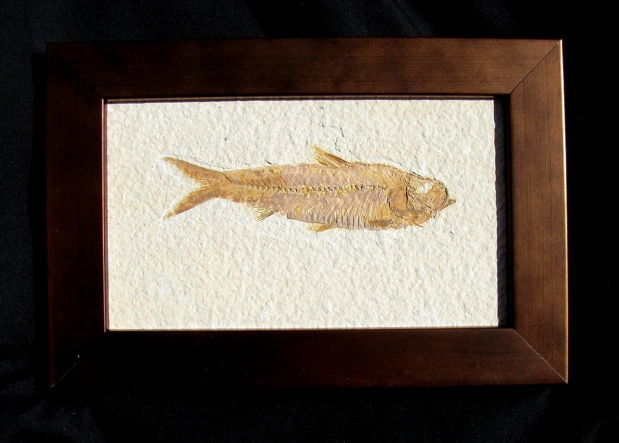 BEAUTIFUL, FRAMED KNIGHTIA EOCAENA FOSSIL FISH FROM WYOMING - GREAT GIFT IDEA!