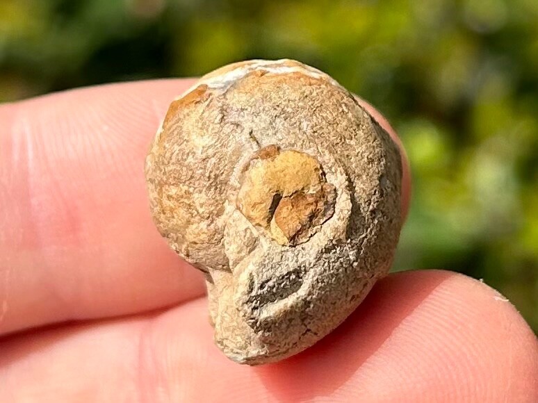 Oklahoma Fossil Goniatite Glaphyrites hyattianus Pennsylvanian Age Ammonite