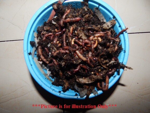 🐛Manure Free Red Wigglers! Hand Counted! Free Shipping! Live!🐛
