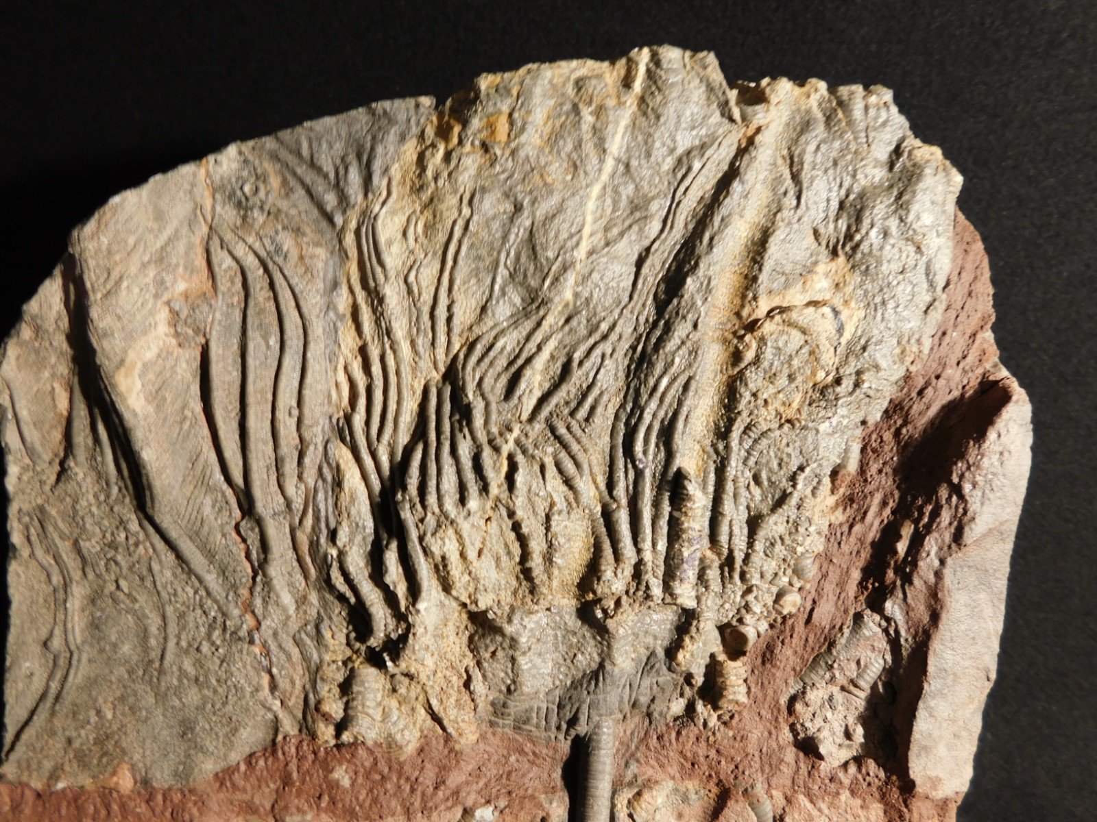 BIG! 430 Million Year Old! CRINOID Fossil or Sea LILY Fossil Morocco 1570gr