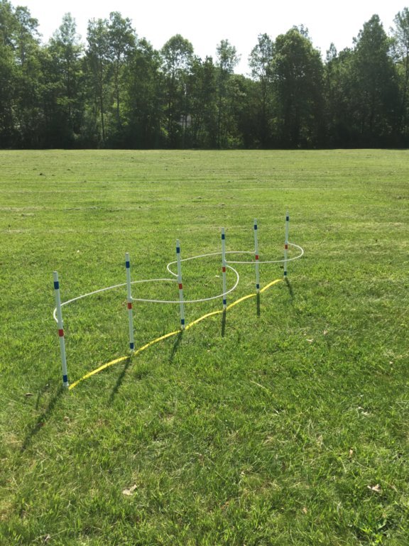 Dog Agility Equipment six Weave Poles with Guide Wires ⭐⭐⭐⭐⭐