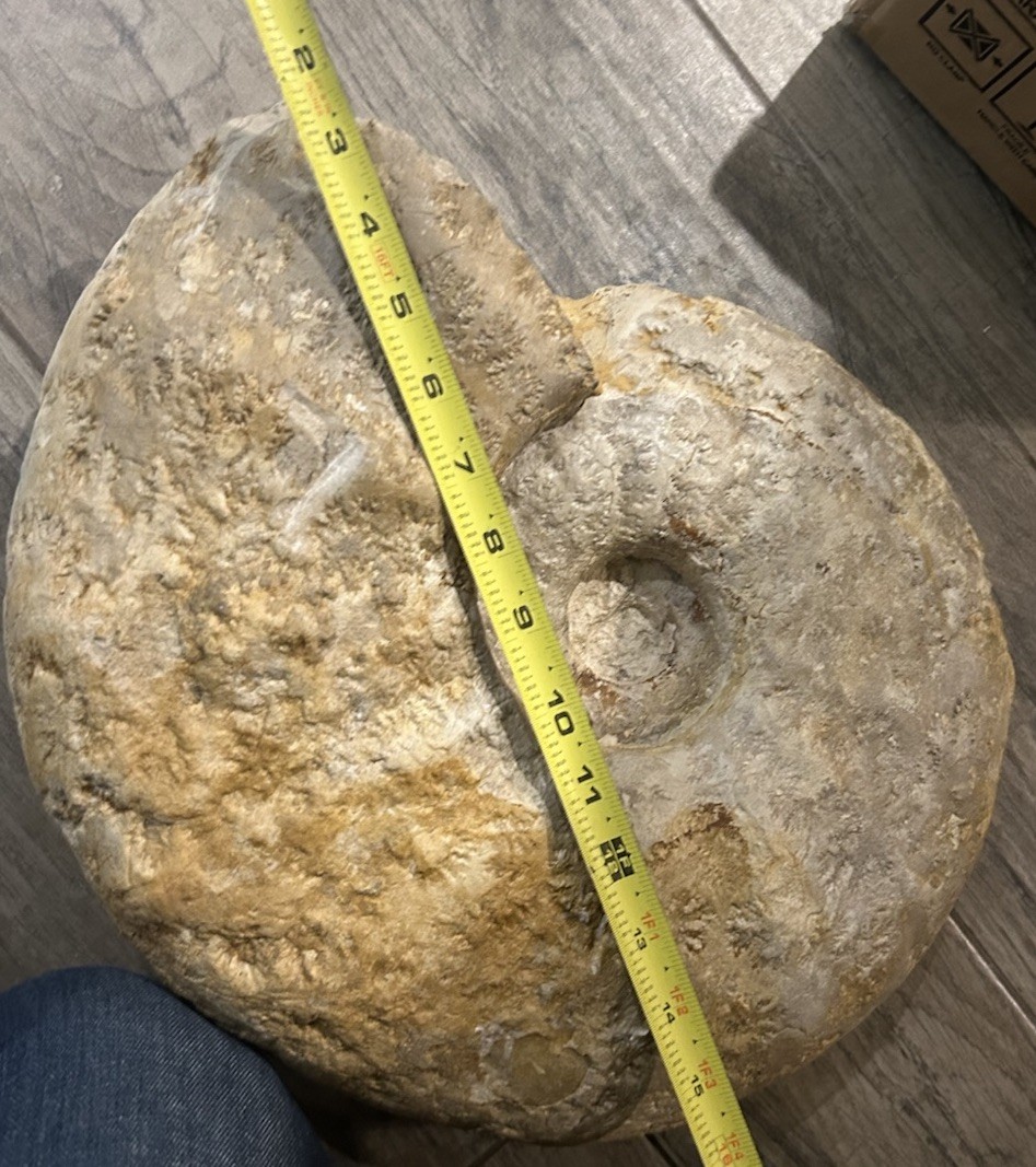 NICE 15.25” Texas Cretaceous Fossil Ammonite, Eopachydiscus Marcianus! Sutures