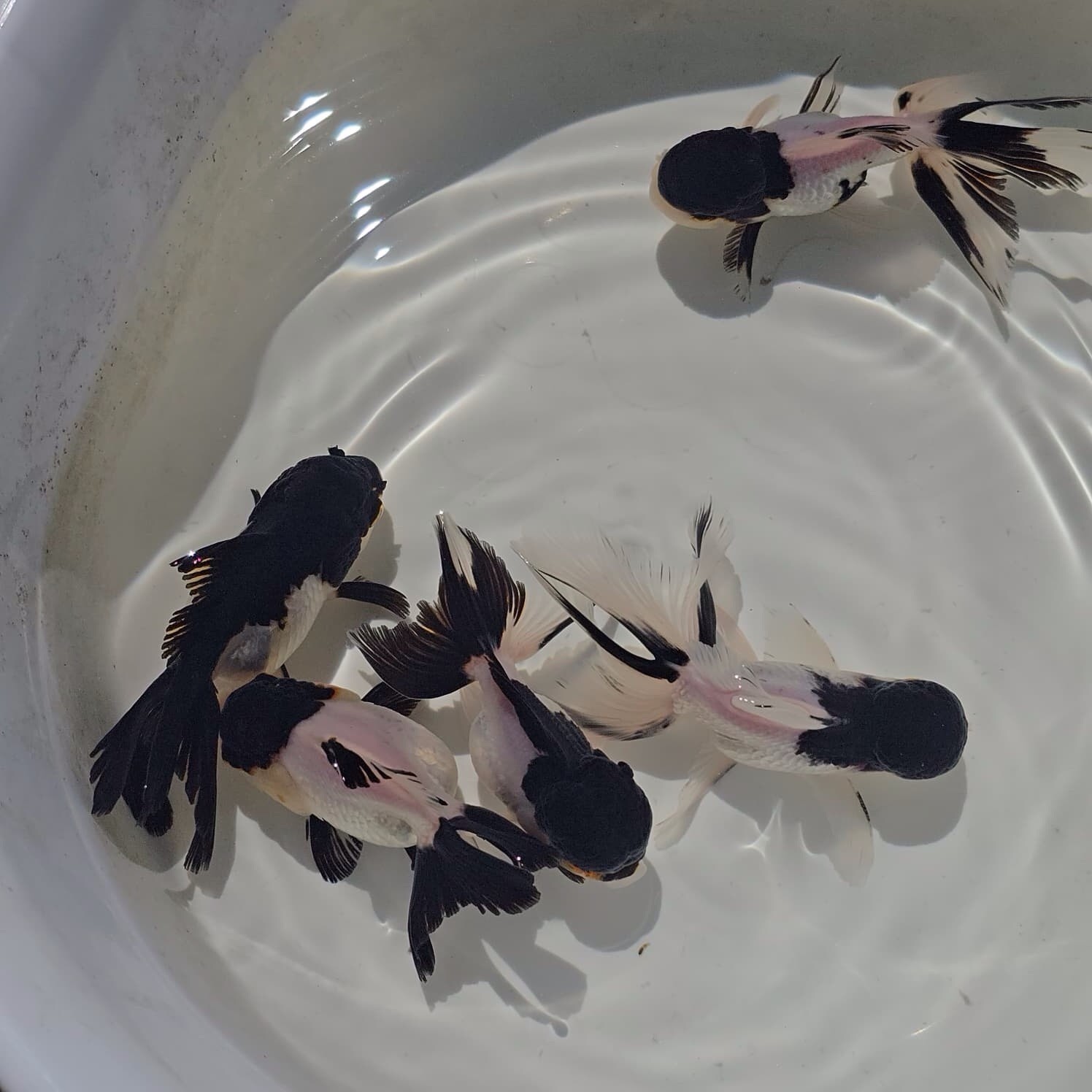 Live Oranda Panda  Color Juvenile Goldfish short body 2 to 2.5 inch