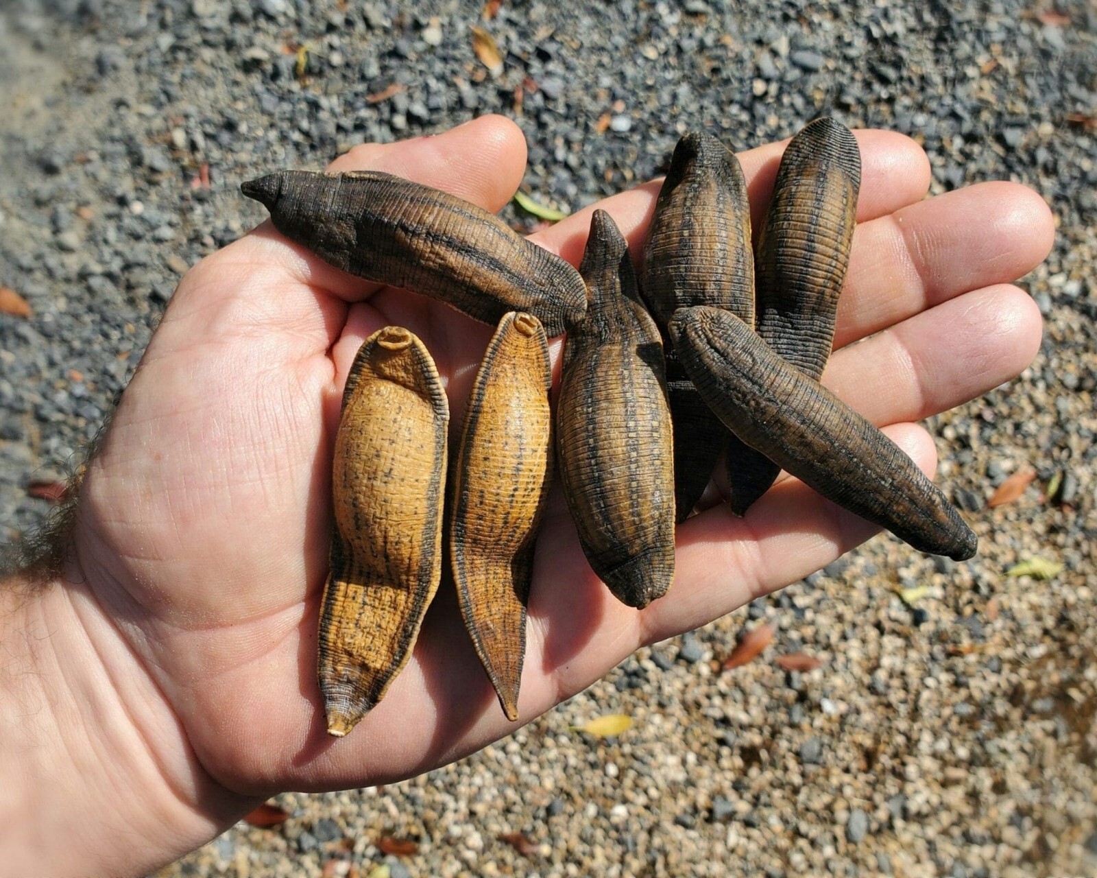 X3 Leeches, Dried Real Leech, Oddities, Macrobdella decora