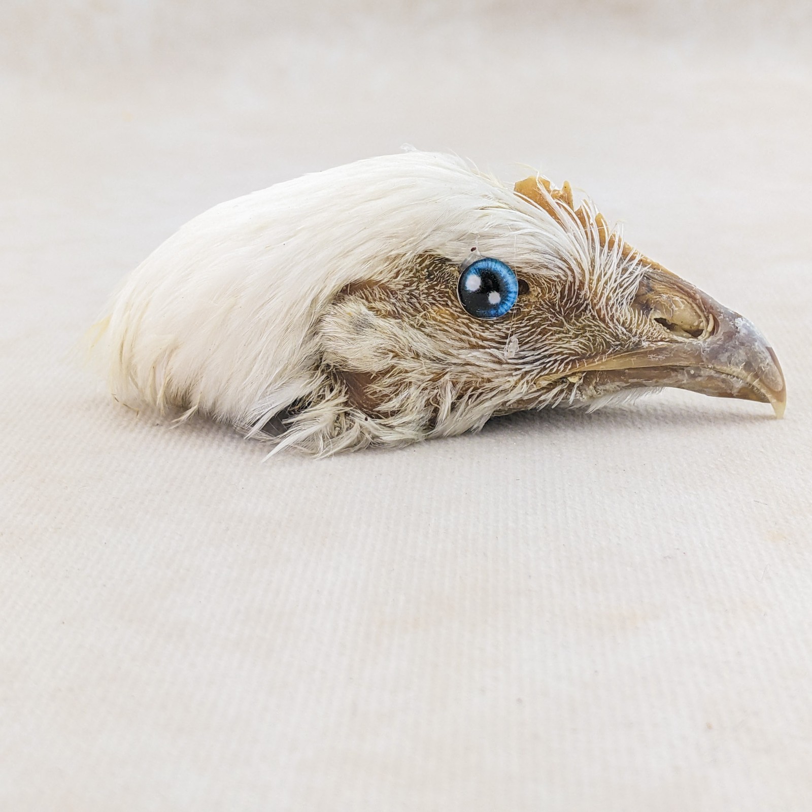 Chicken Rooster head Mount specimen crafts crafting Oddities Curiosities craft