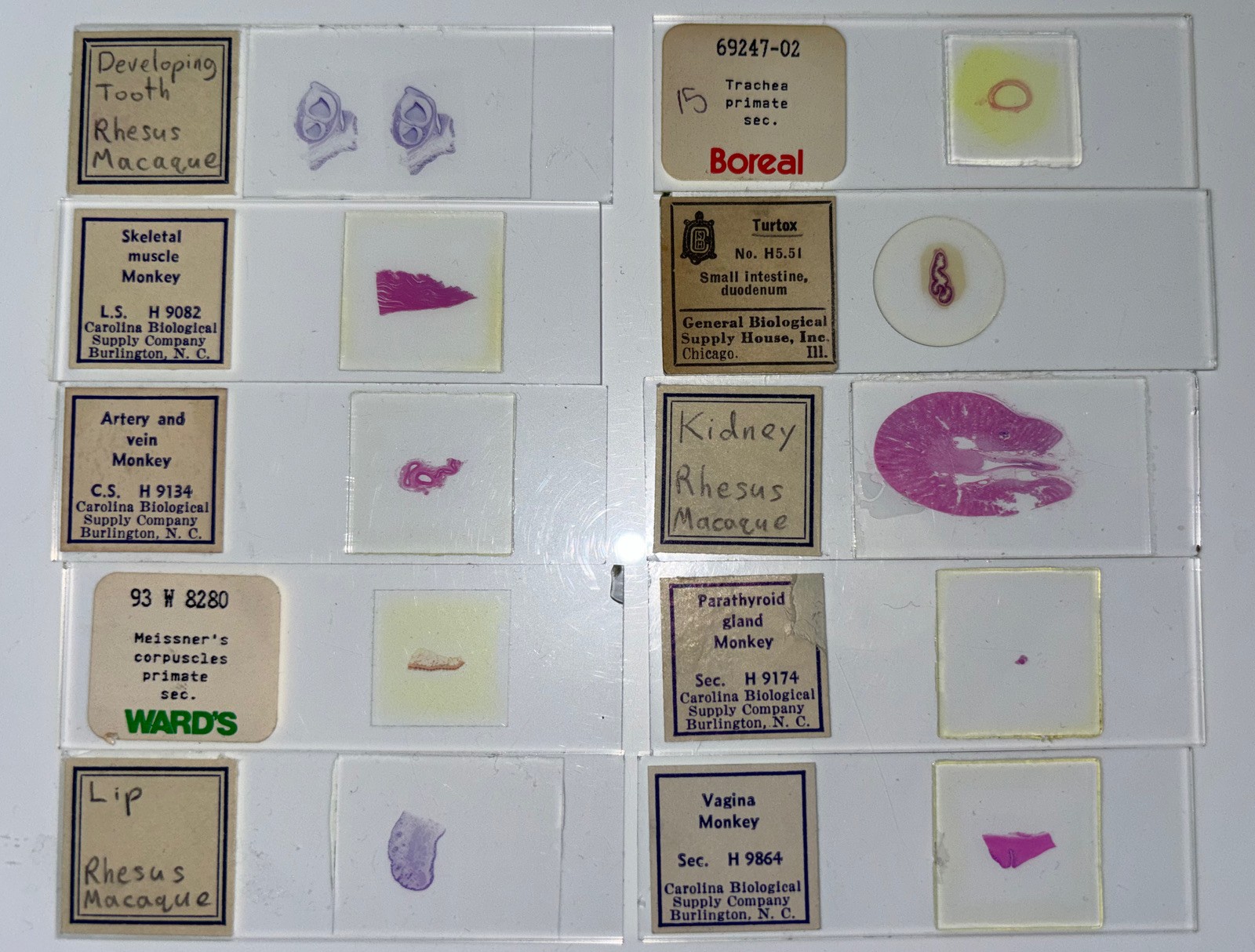 MONKEY PRIMATE HISTOLOGY Microscope Slide Set ORGAN SYSTEMS Rhesus Macaque