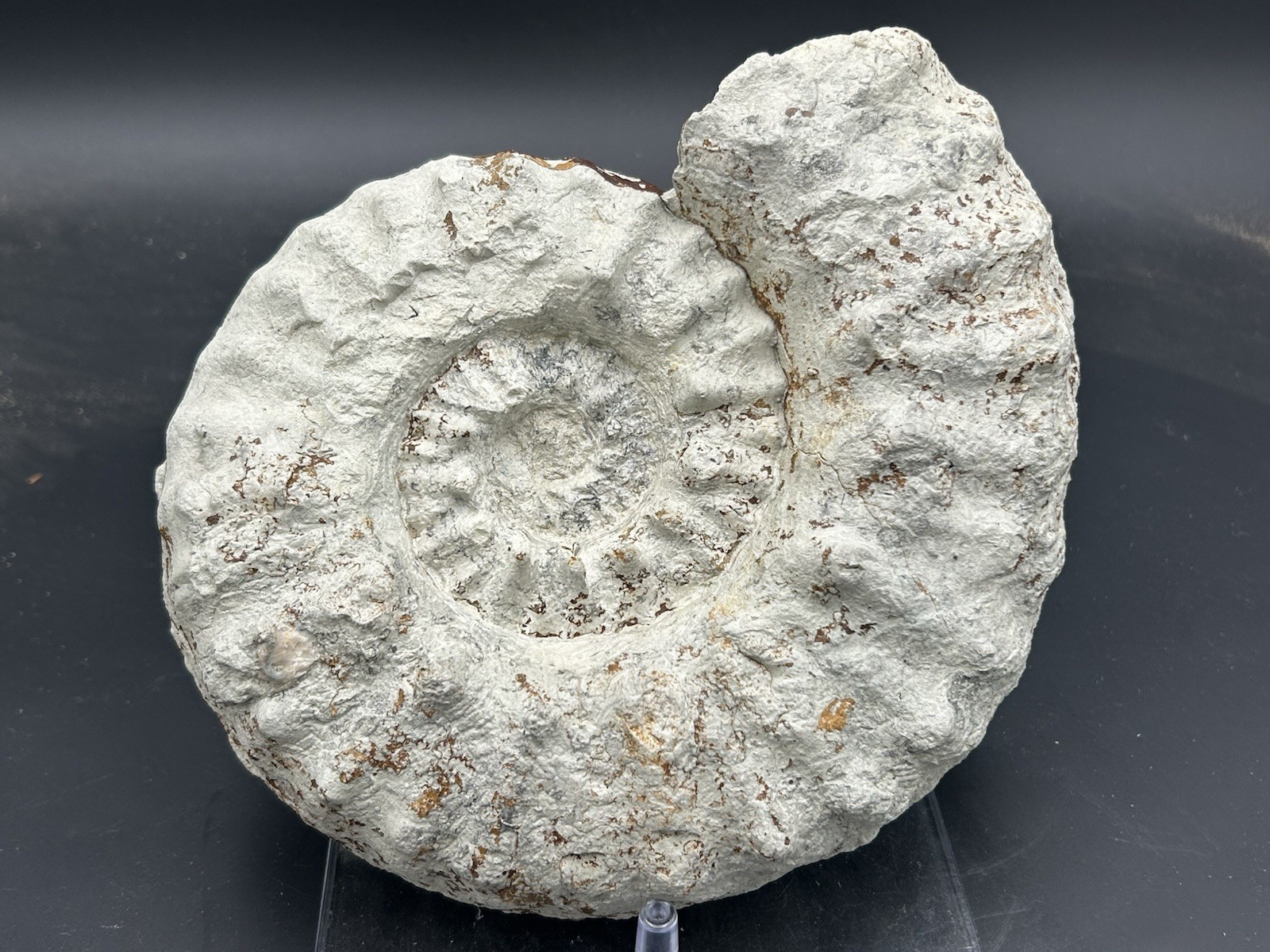 NICE 9.5” Dinosaur Age Mortoniceras Sp. Texas Fossil Ammonite! Both Sides Great!