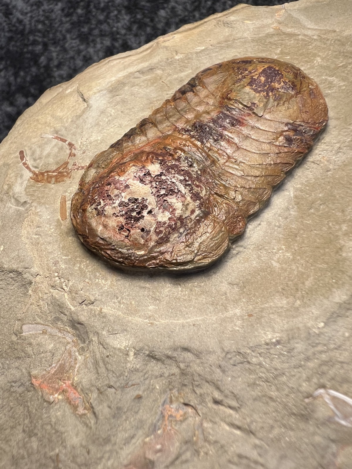 Symphysurus sp. Trilobite Fossil – Well-Preserved Specimen