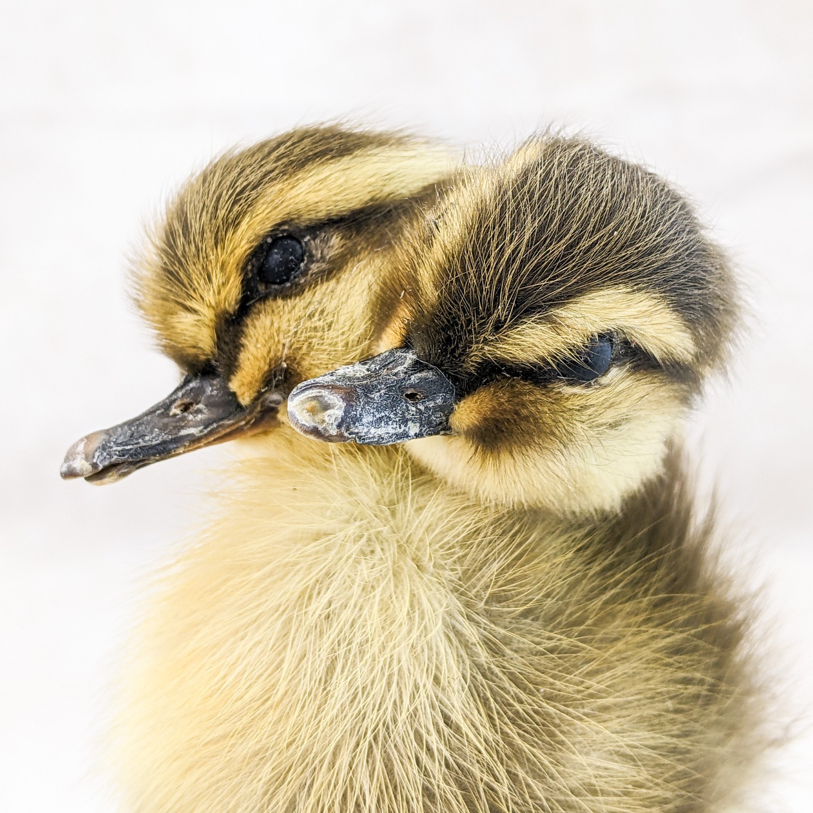 Two 2 Headed Duck Duckling Oddity Curiosity sps: Anas Platyrhynchos domesticu