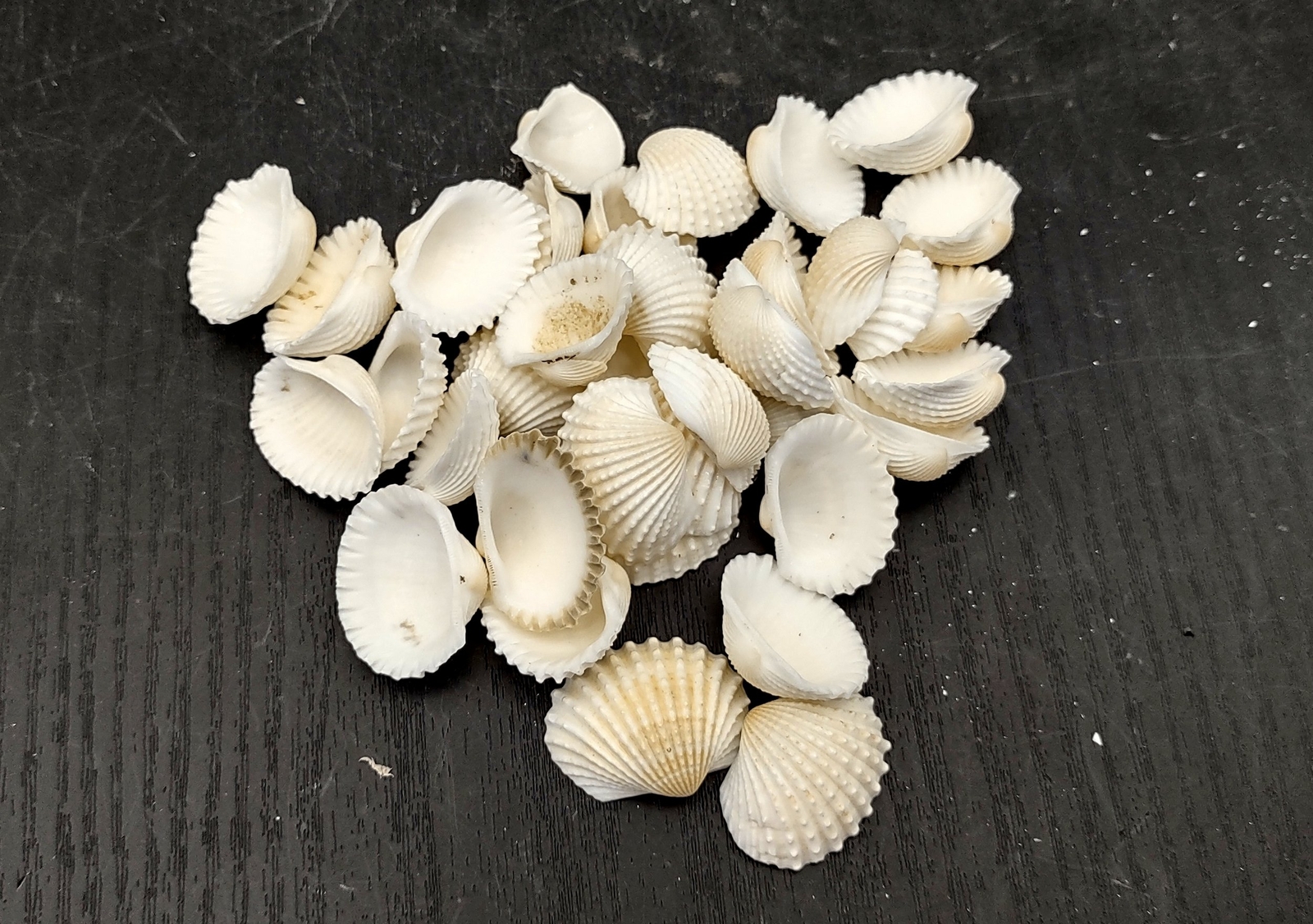 White Ark Clam Seashells Andara Granosa (approx. half cup 35+ shells 0.5+ in.)