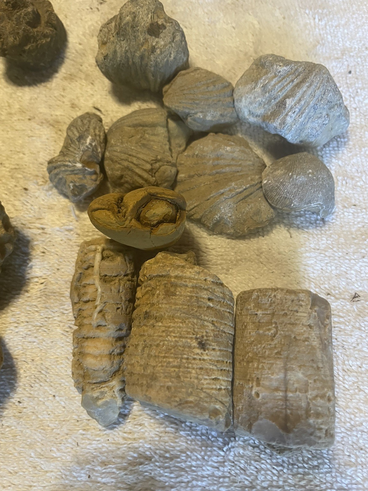 26-VARIOUS KENTUCKY FOSSILS. NICE ONES. 1” TO 2 1/2”.