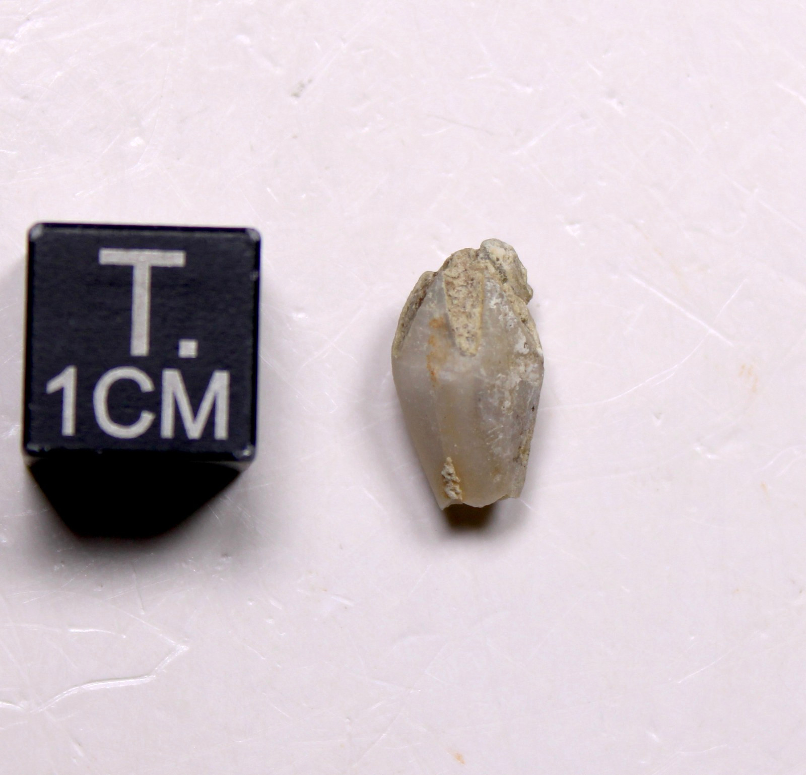 Troosticrinus reinwardti Blastoid Fossil Silurian Tennessee Brownsport Formation