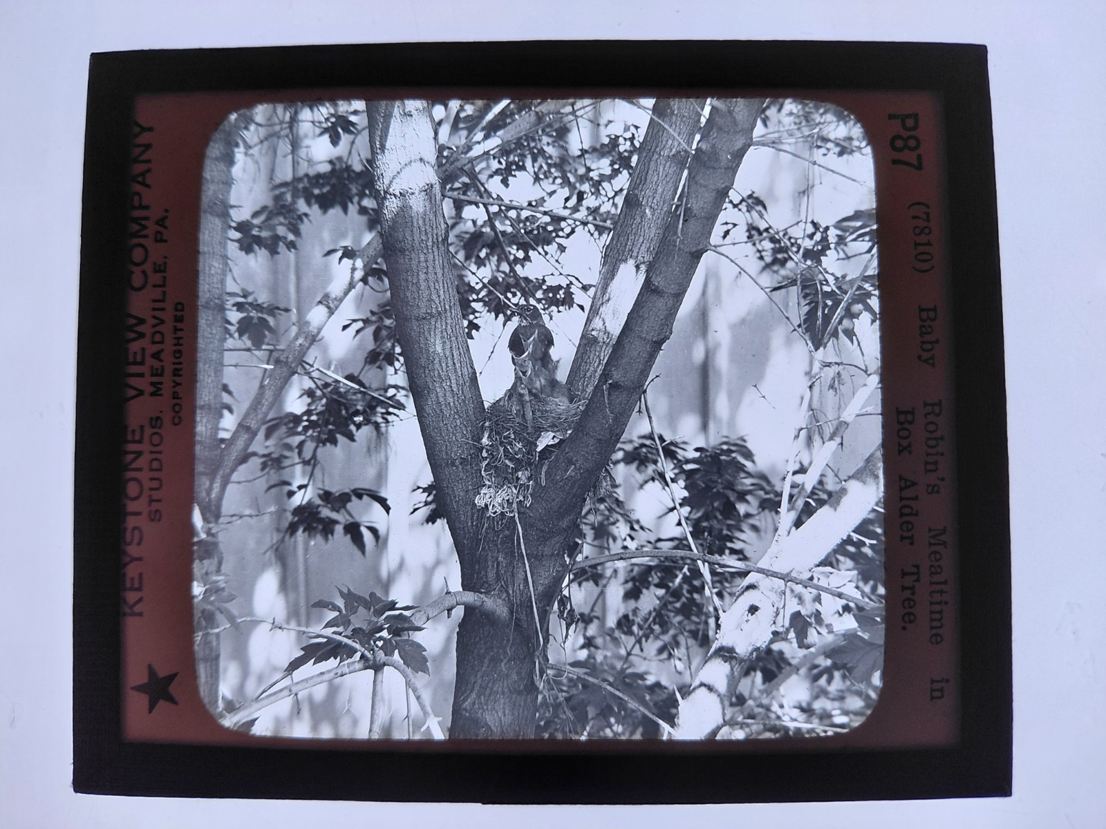 Magic Lantern Glass Slide Photo Keystone P87 Baby Robin's Mealtime In A Tree
