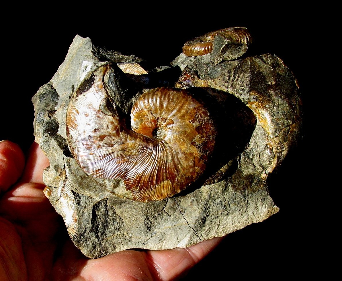 BEAUTIFUL MULTIPLE HOPLOSCAPHITES AMMONITE FOSSIL FROM USA - FABULOUS DISPLAY!