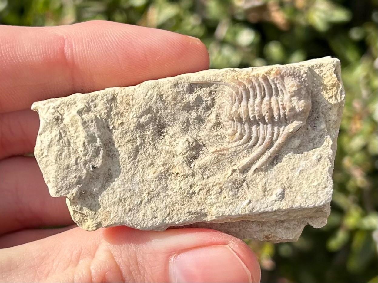 NICE Oklahoma Fossil Trilobite Kettneraspis williamsi Devonian Age Bug in Matrix