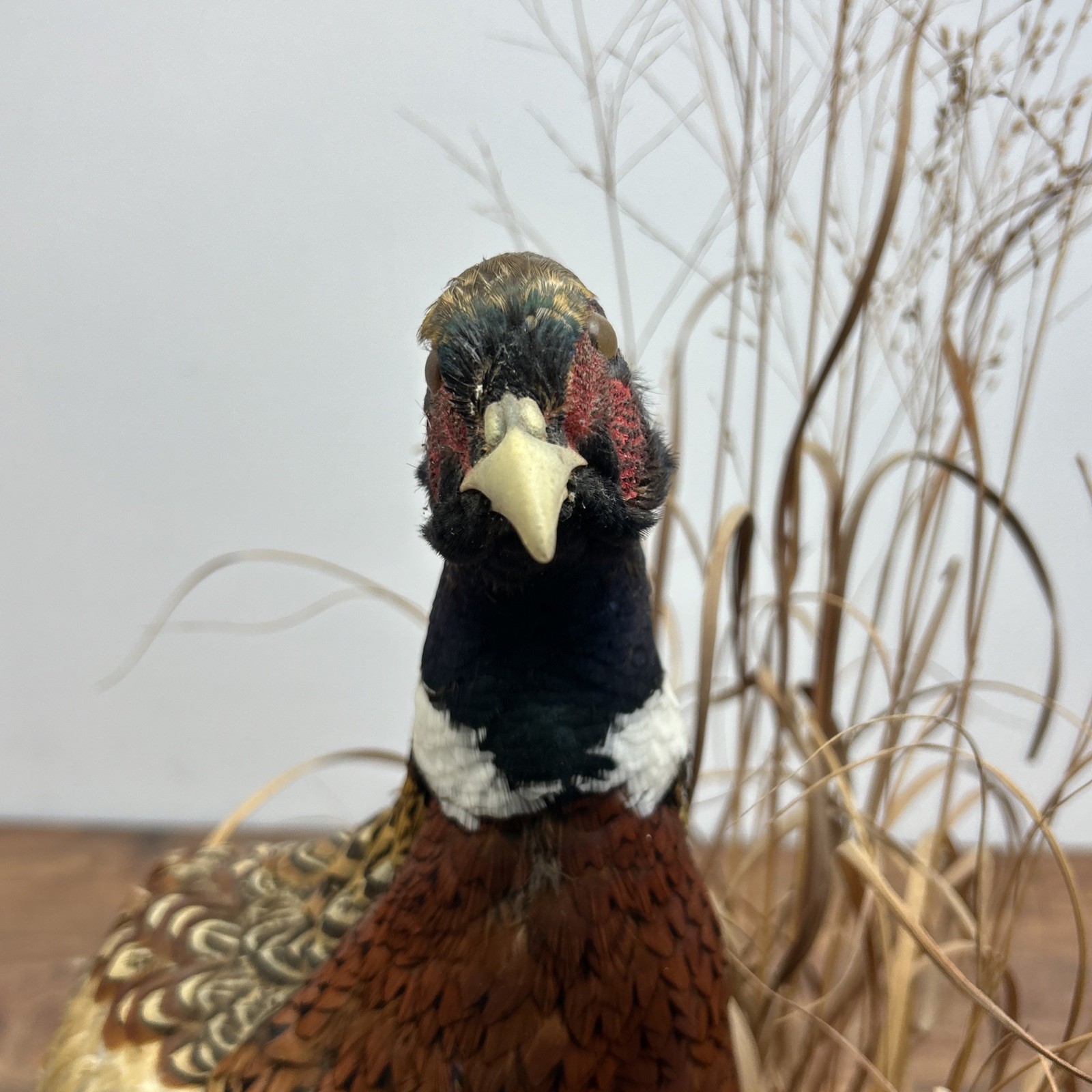 Ringneck Rooster Pheasant Taxidermy Standing Mount Habitat Base Foliage