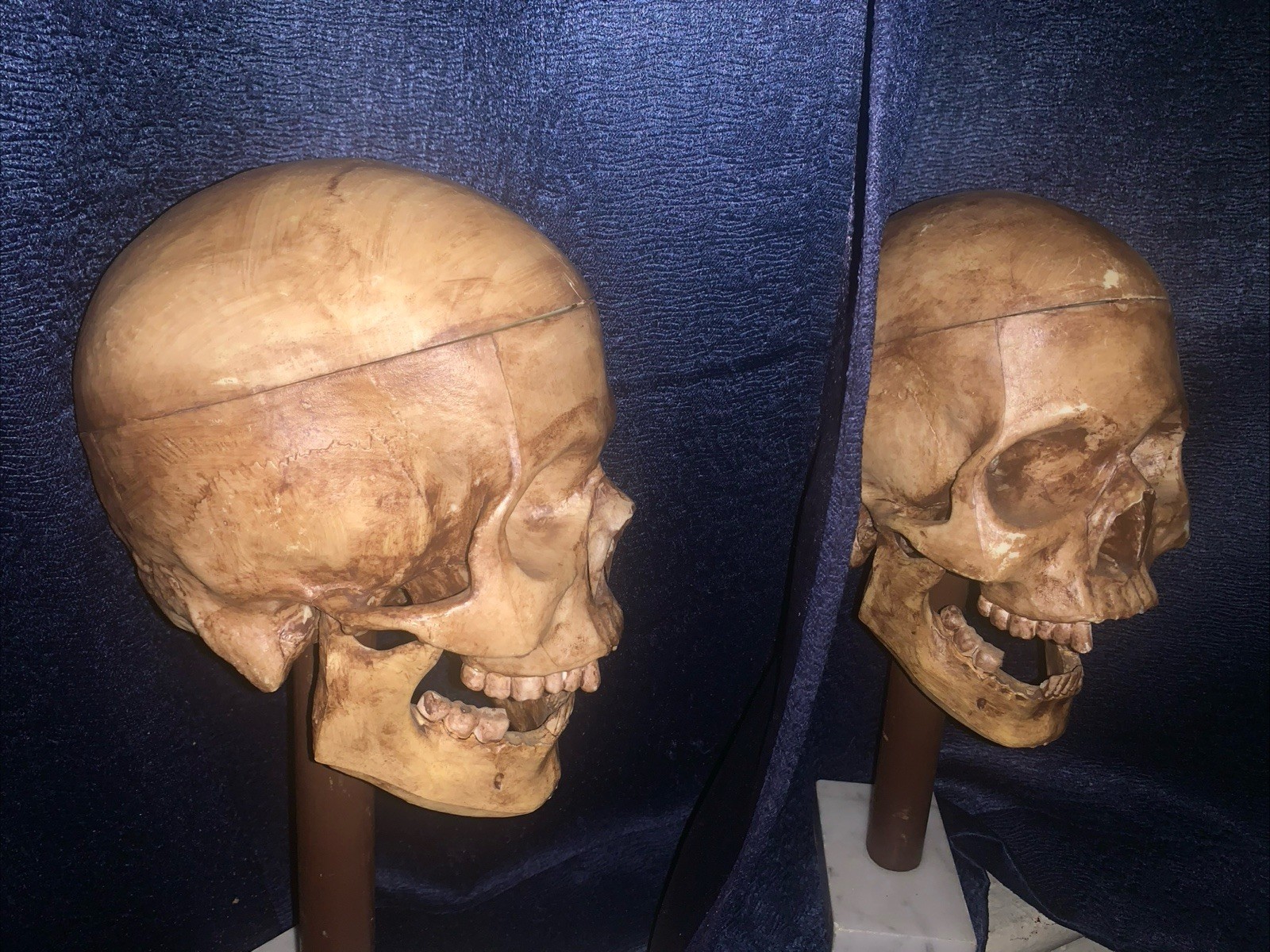 Vintage Realistic Human Skulls