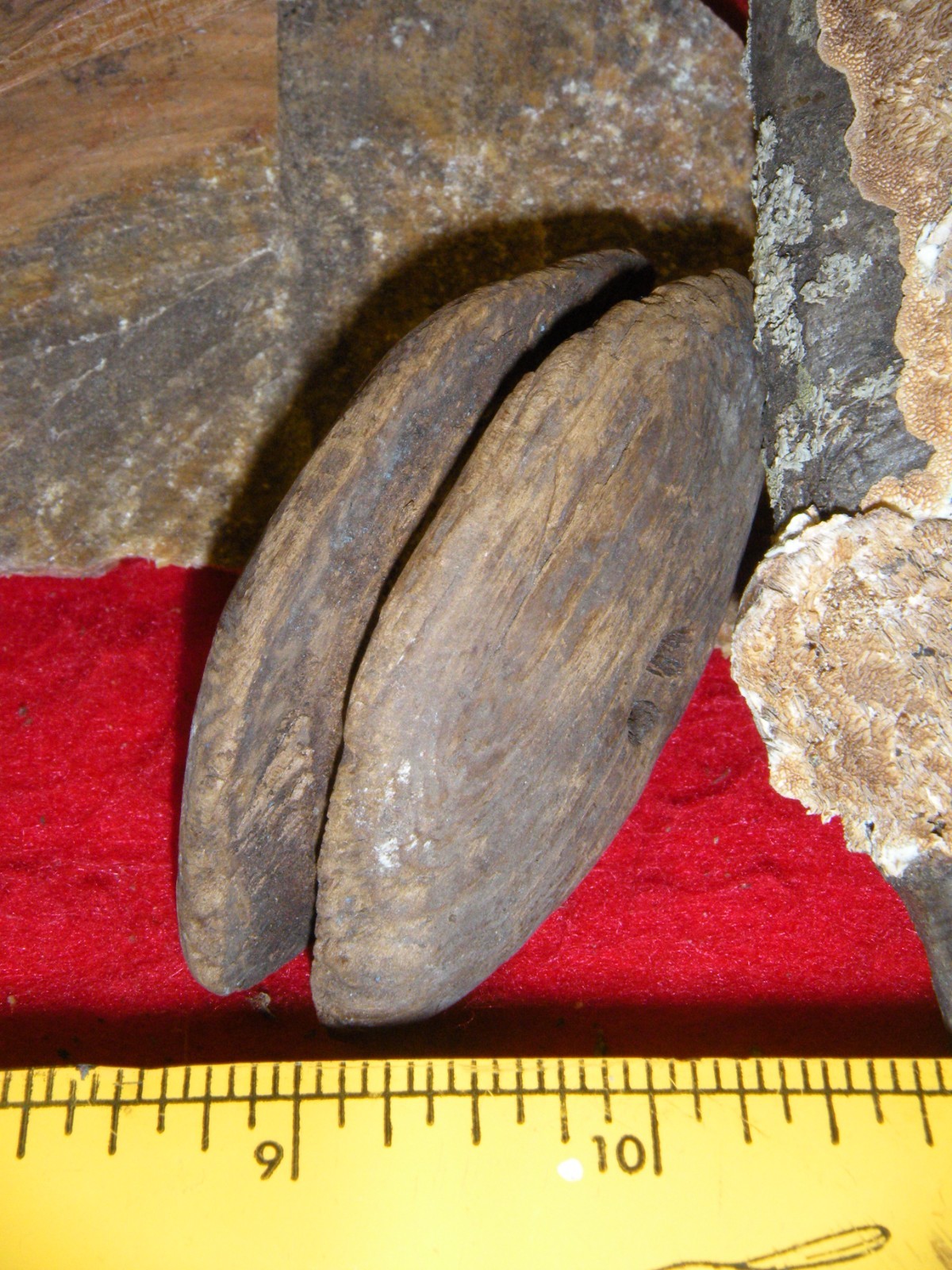 ESKIMO ARTIFACT SEAL FLOAT INFLATOR BERING SEA THULE CULTURE 1600'S SEAL FLOAT