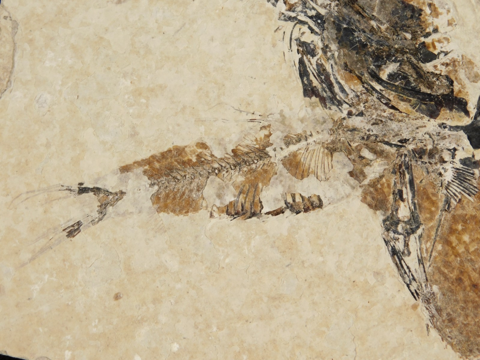 TWO! 100% Natural Knightia FISH Fossils From Wyoming! 282gr