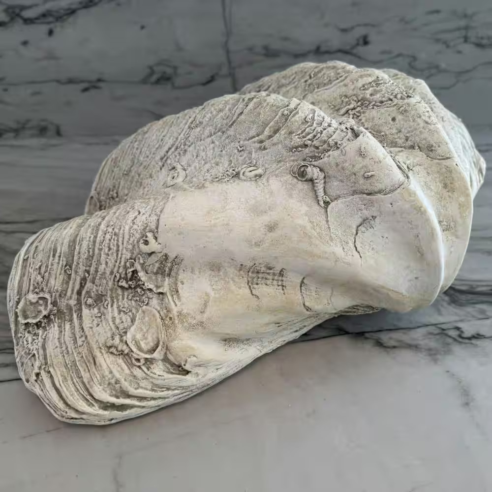 Large Clam Shell