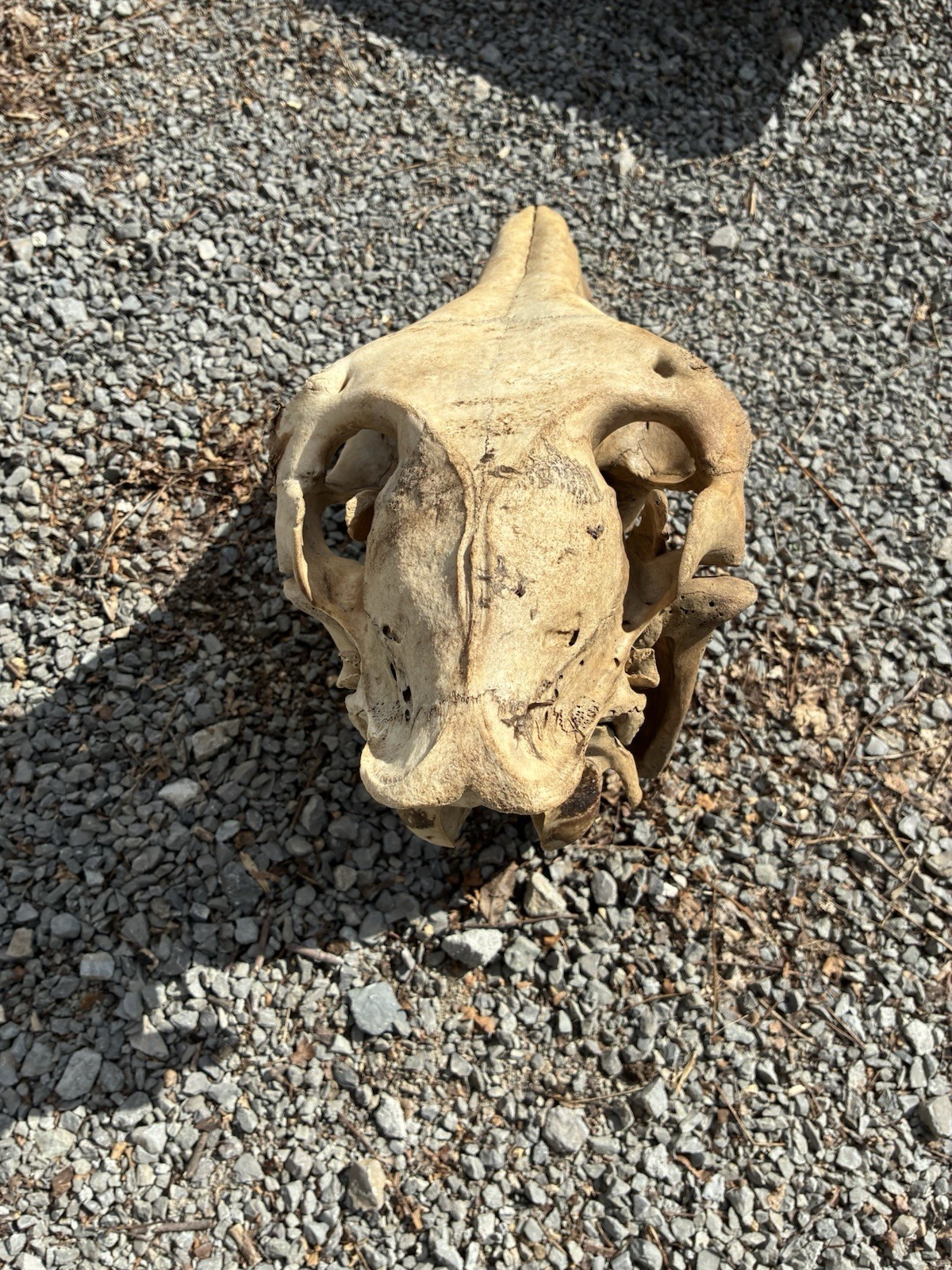 LARGE HORSE SKULL AUTHENTIC With BOTTOM JAW TEETH EQUINE TAXIDERMY Natural