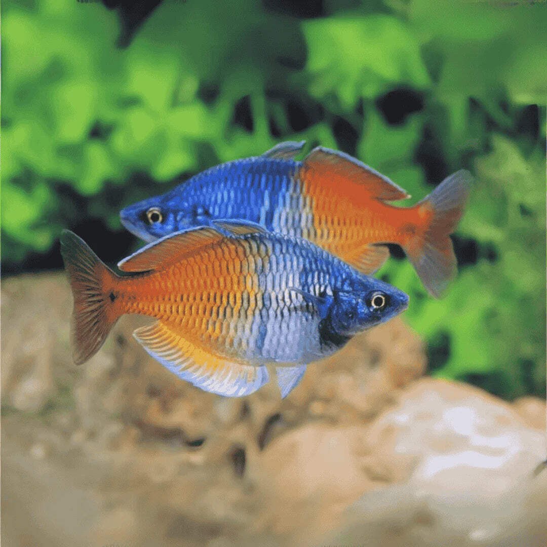 3-Pack Boesemani Rainbow 2.0–2.5” – Colorful Freshwater Community Aquarium Fish