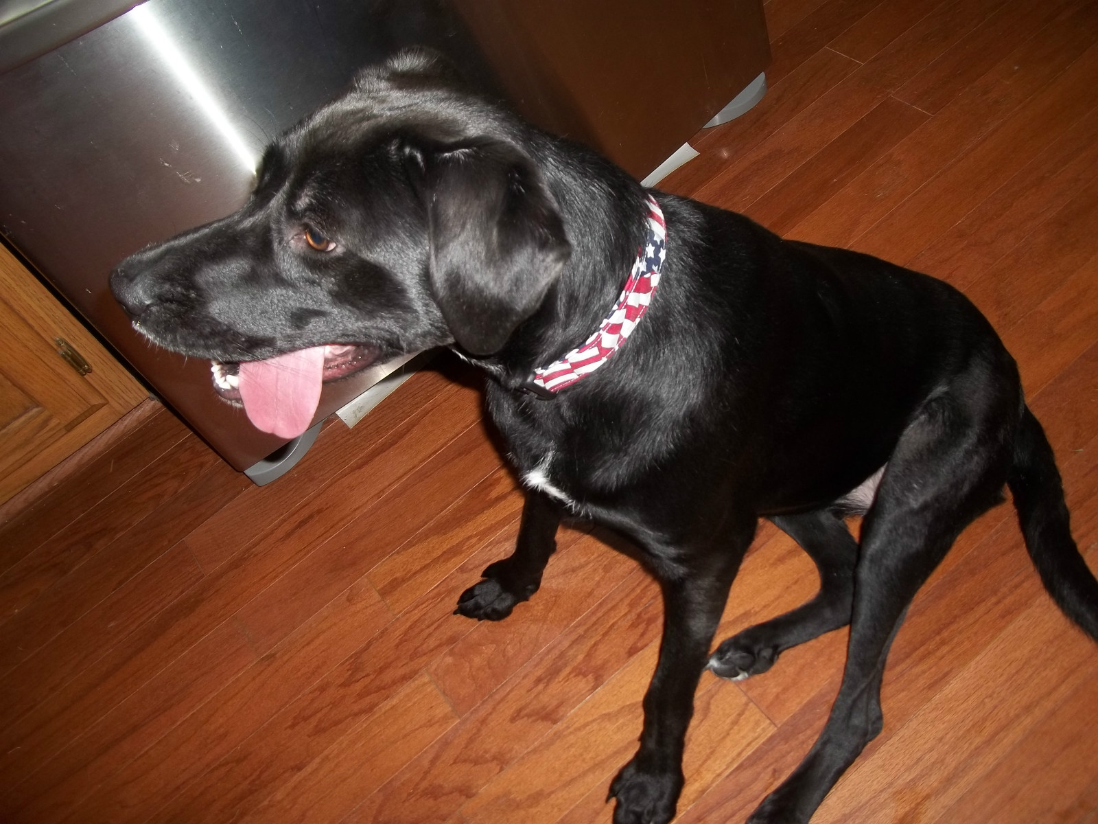 Cute Easter Bunny Chick Spring Terri's Dog Collar handmade adjustable boy girl