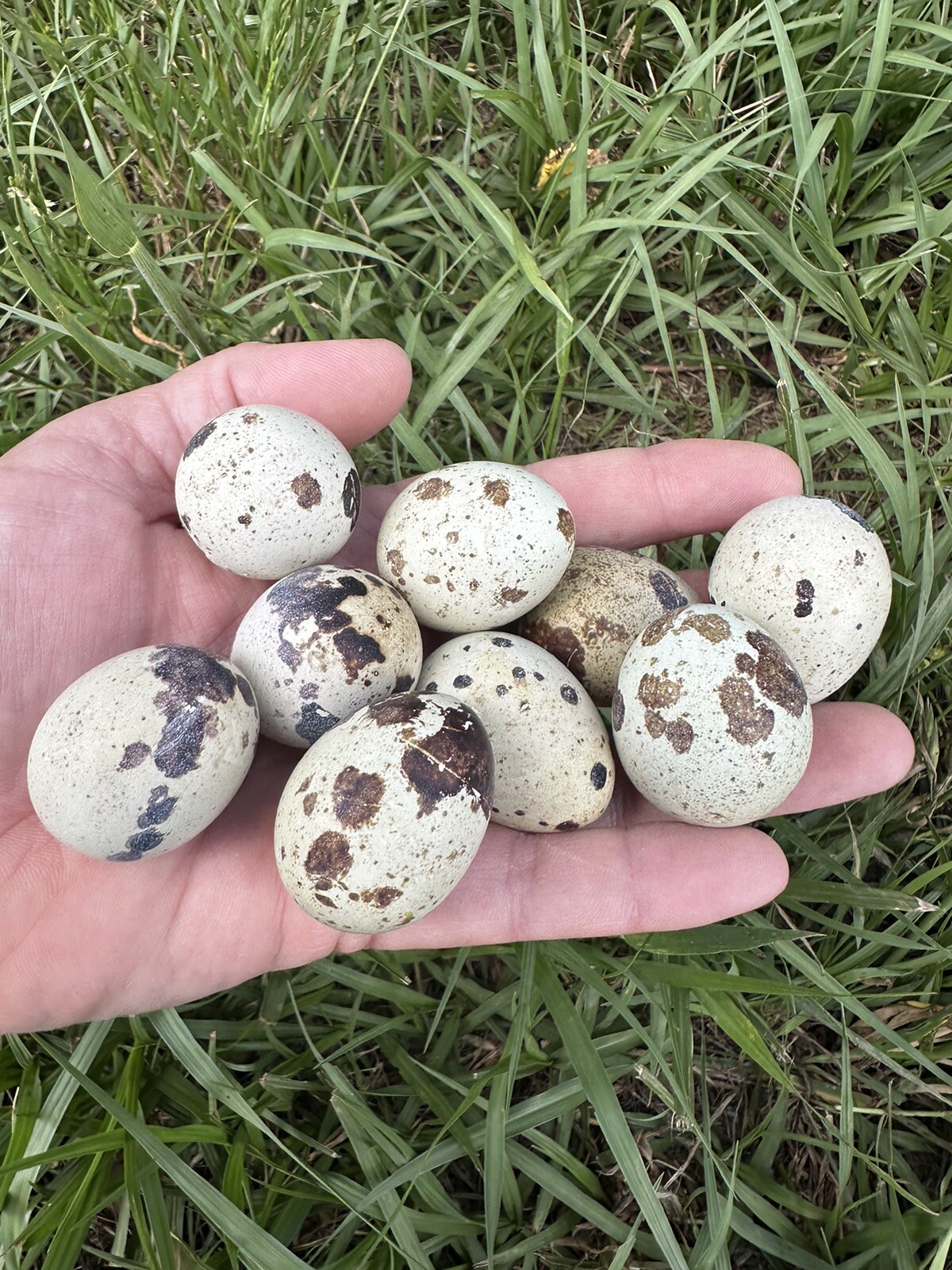 Quail 12++Jumbo Texas A&M Large Egg Layer Great meat priority ship and foam pack